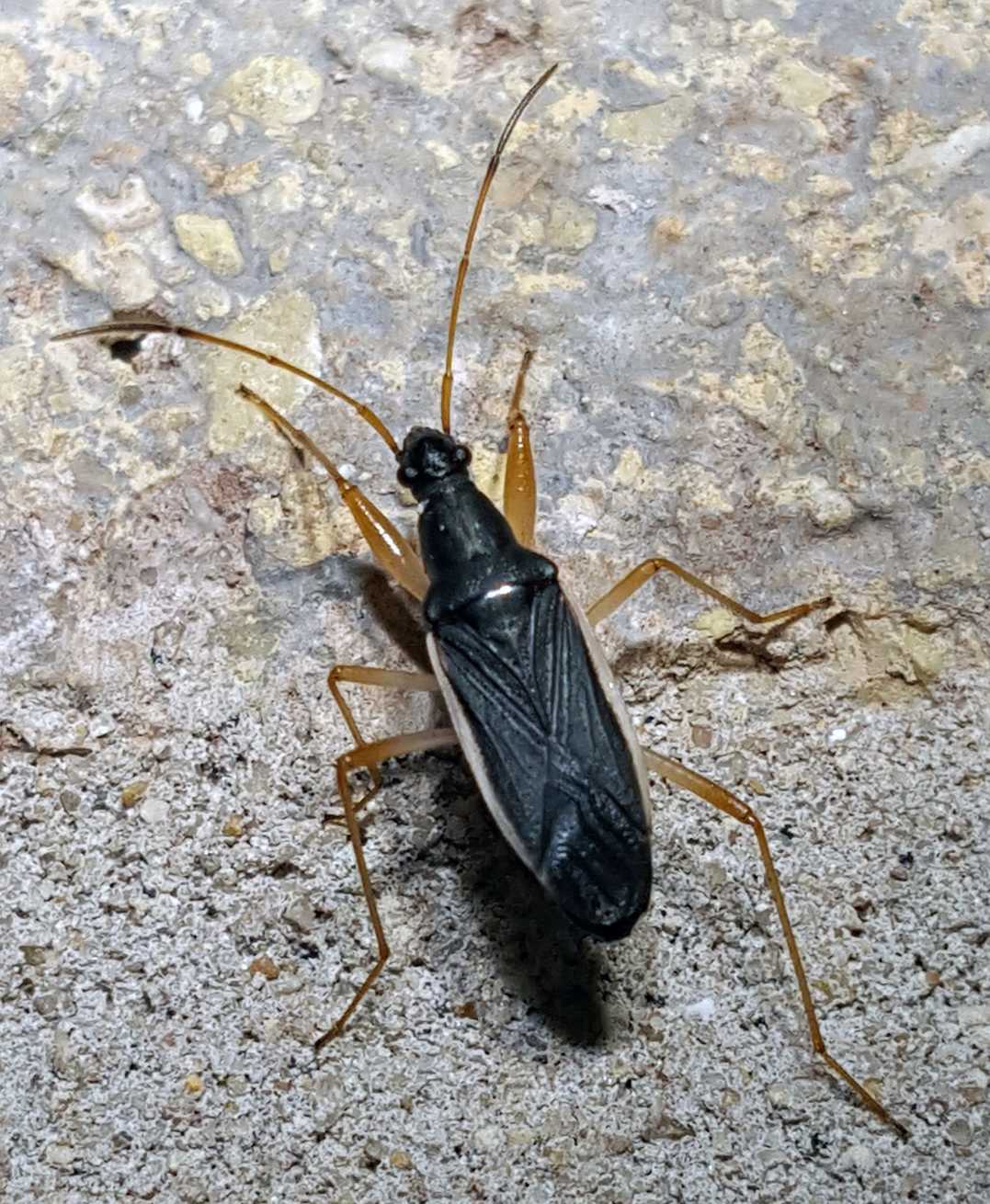 Cnemodus