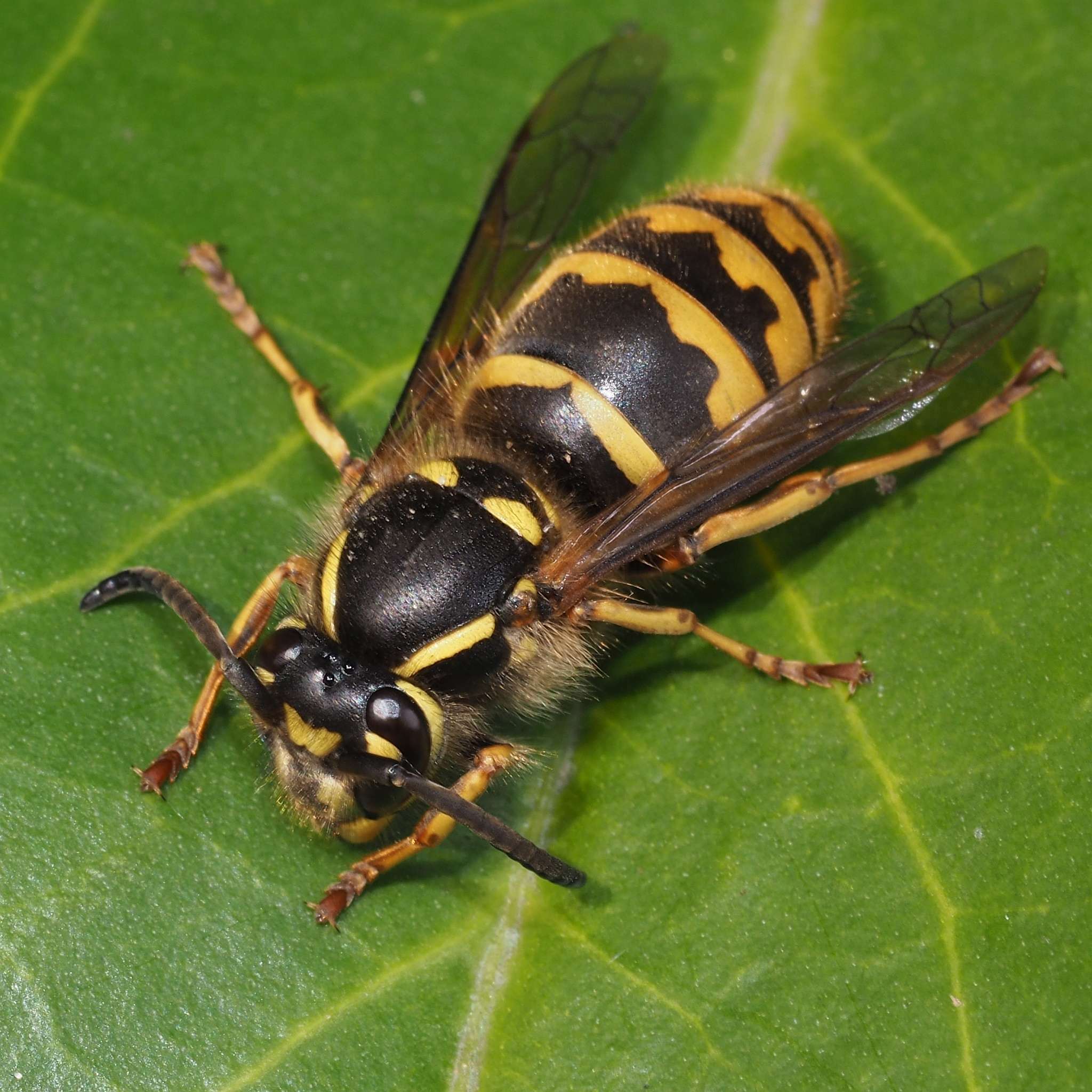 Vespula vulgaris