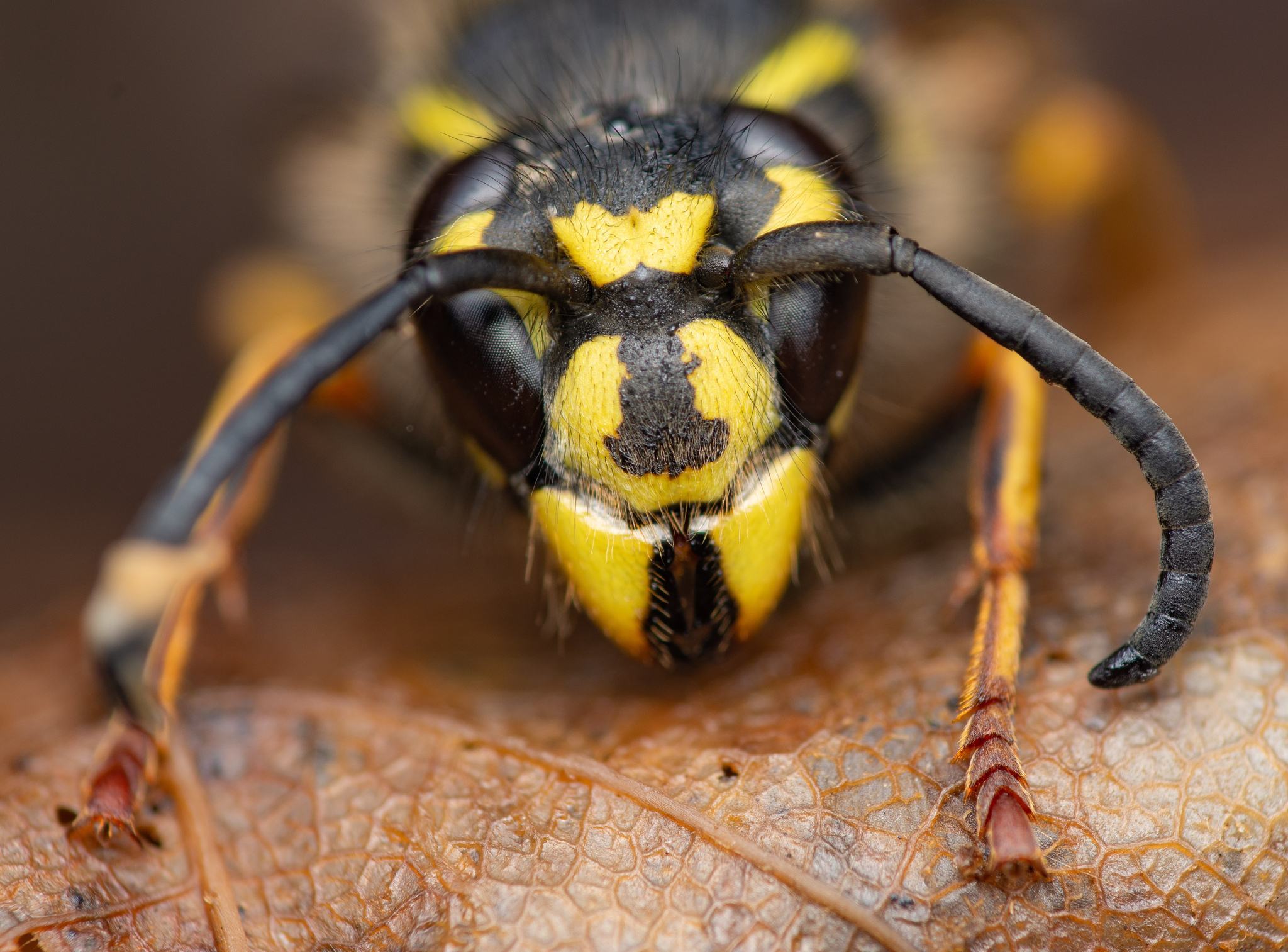 Vespula vulgaris