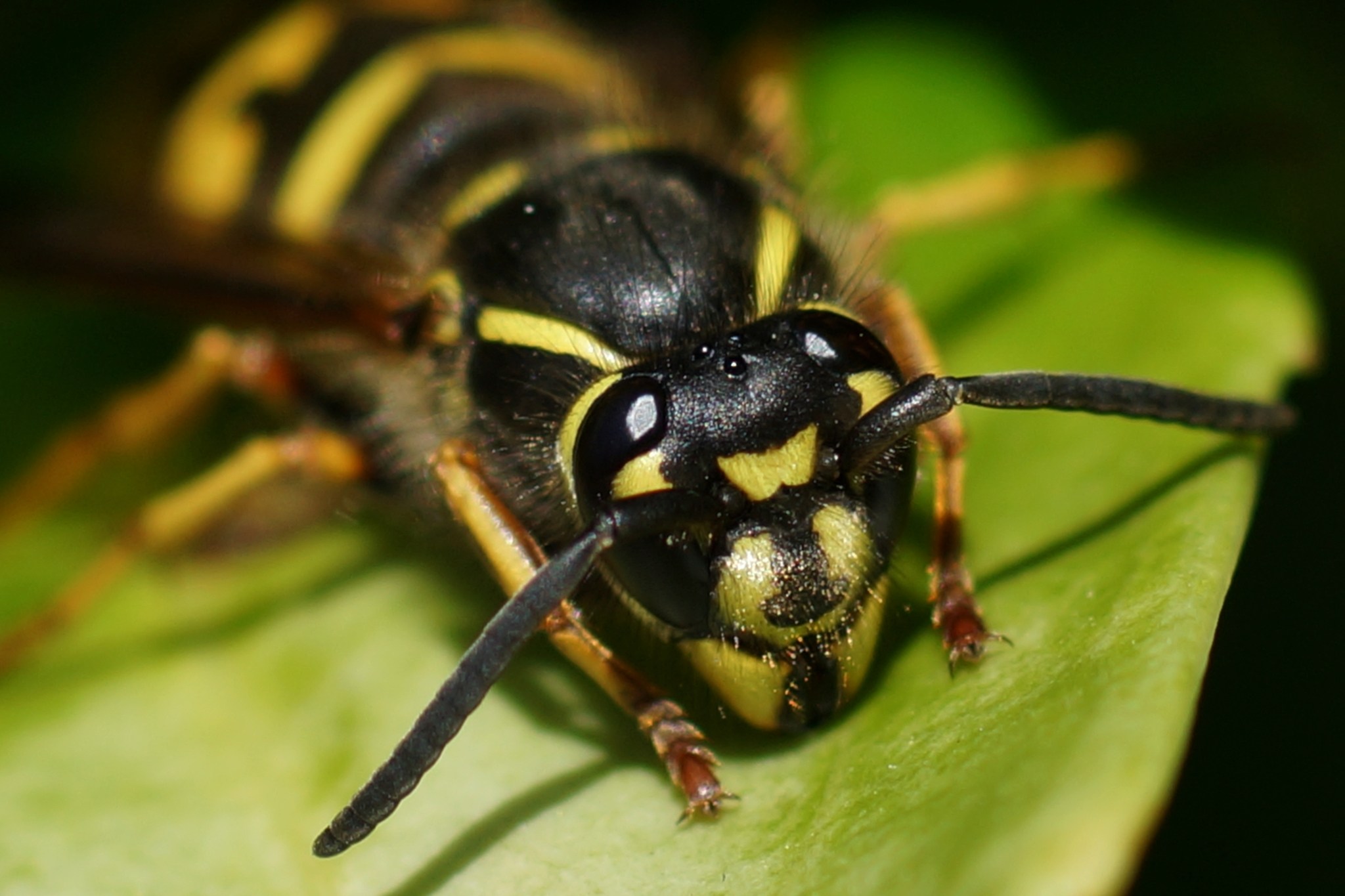 Vespula vulgaris