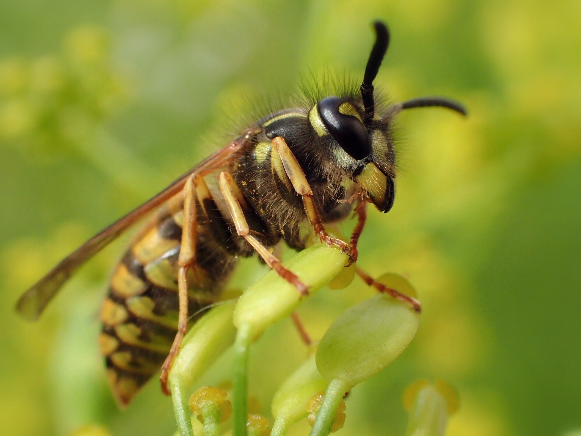 Vespula vulgaris