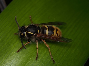 Vespula vulgaris