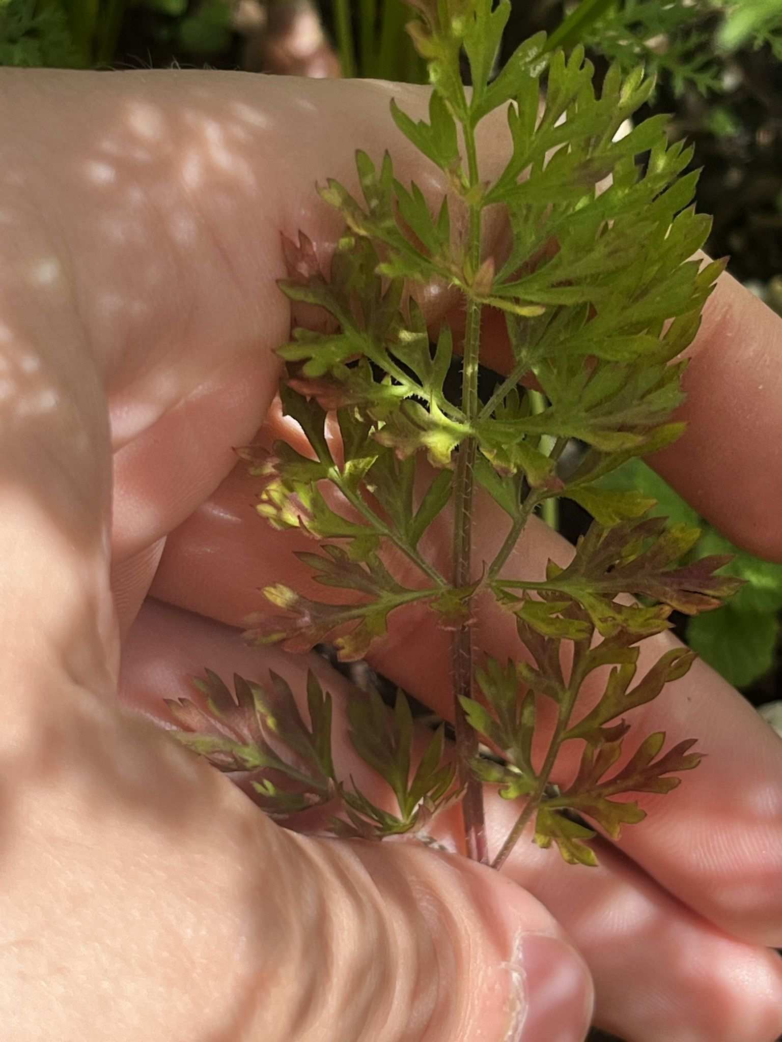 Carrot red leaf virus