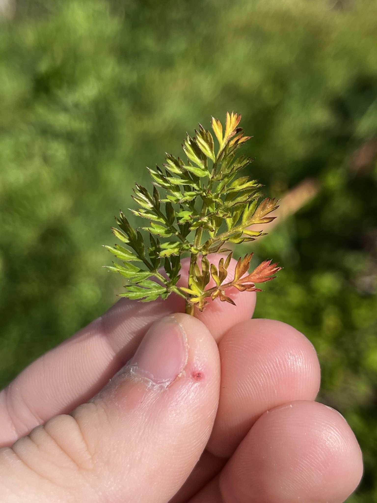 Carrot red leaf virus