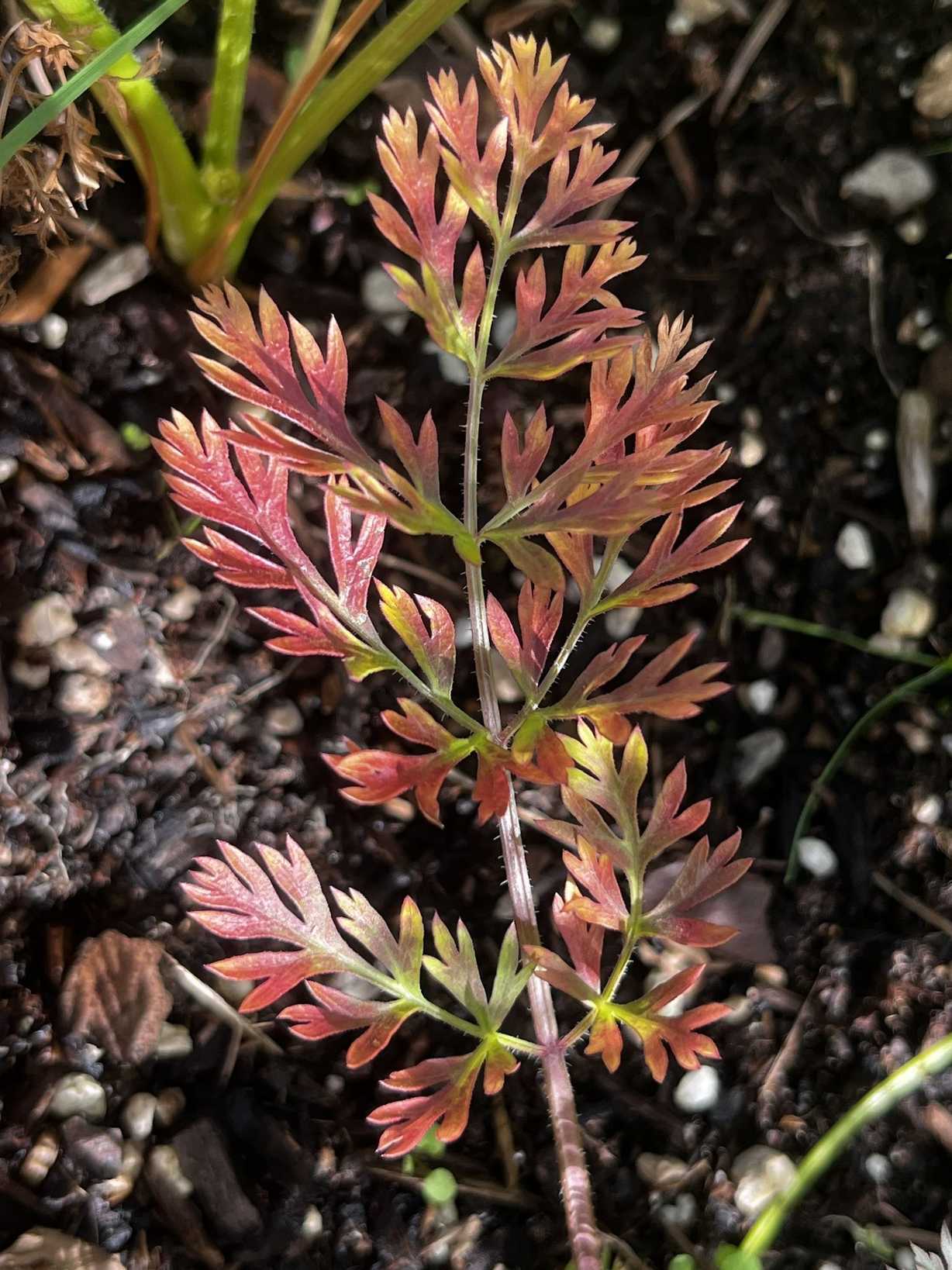 Carrot red leaf virus
