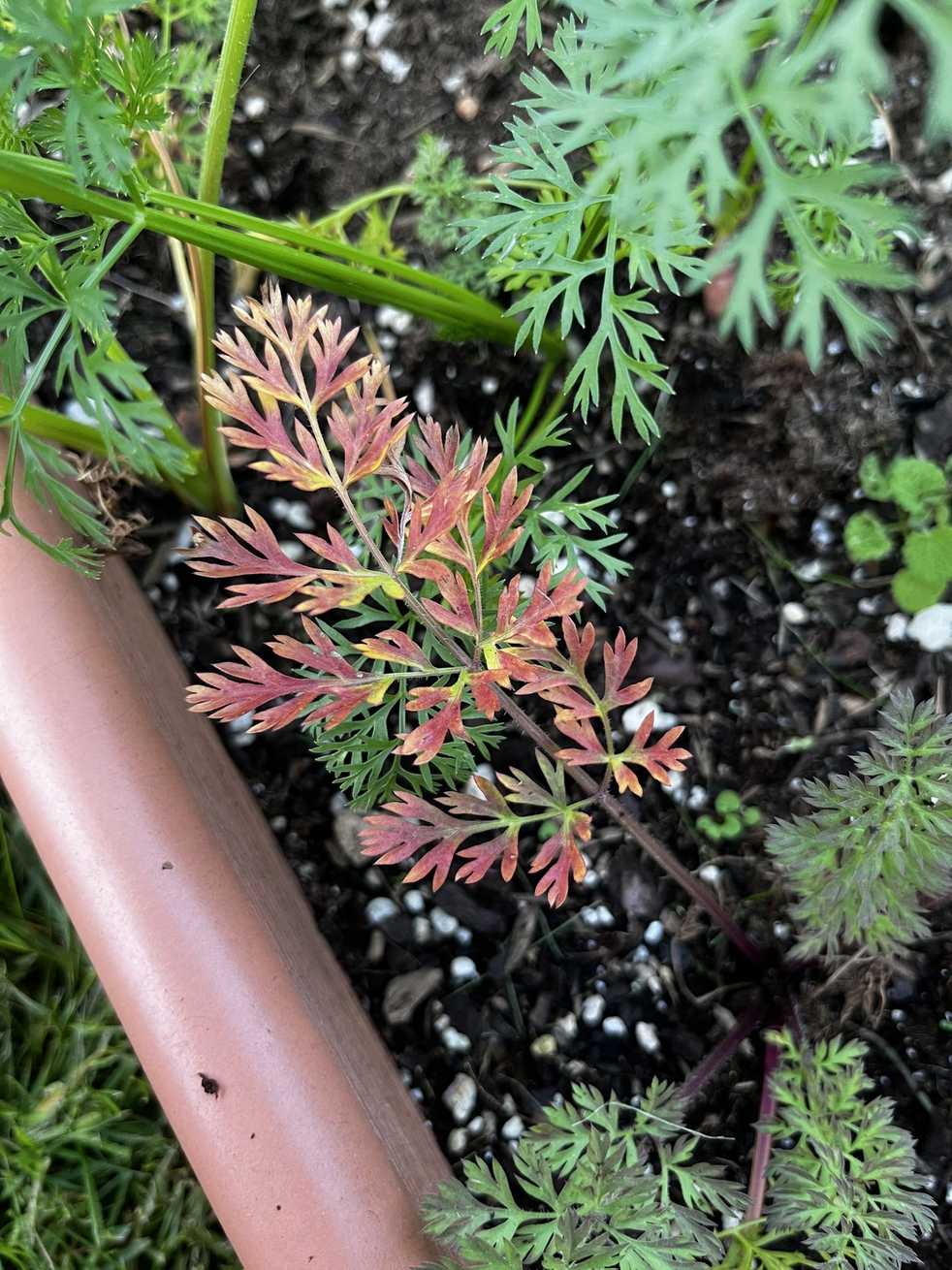 Carrot red leaf virus