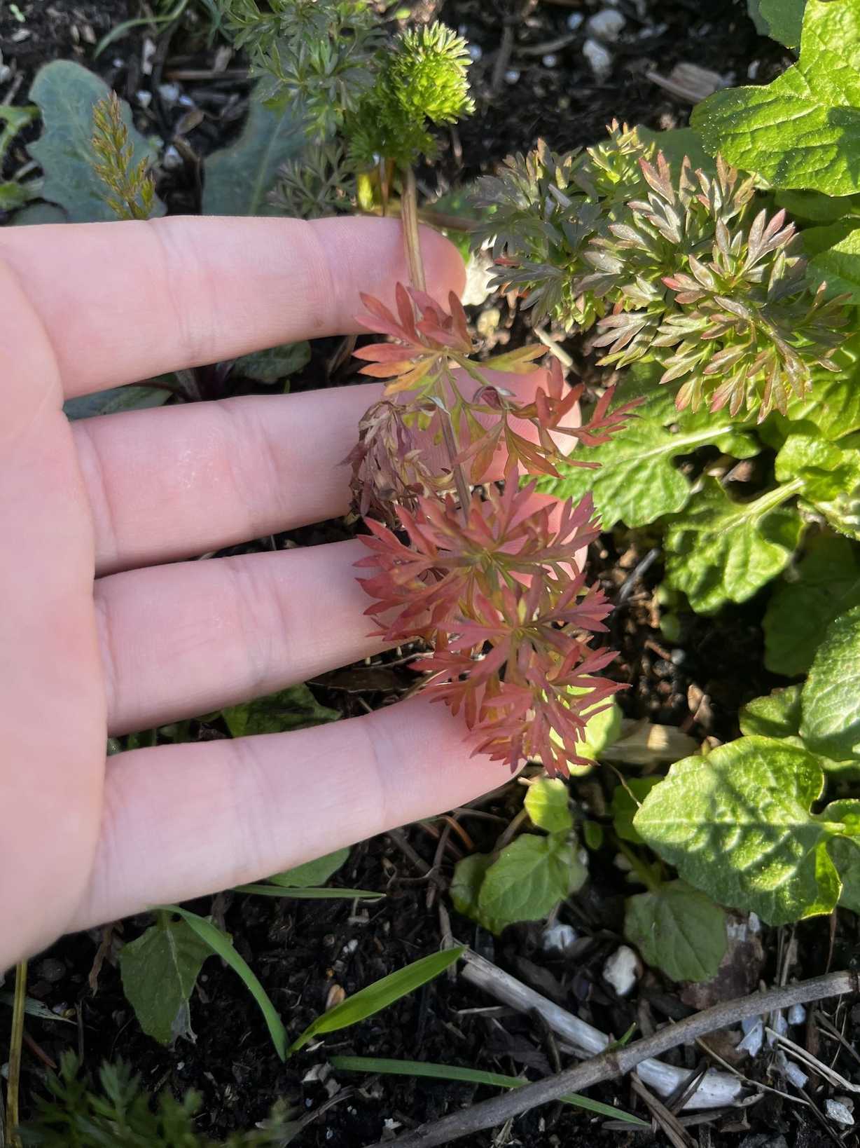 Carrot red leaf virus