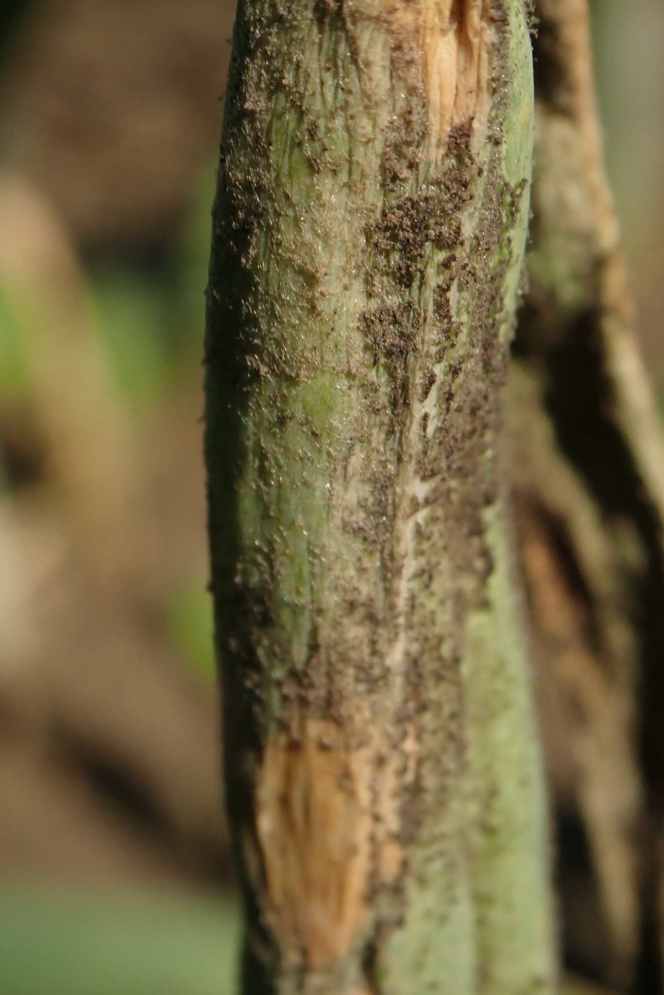 Peronospora destructor