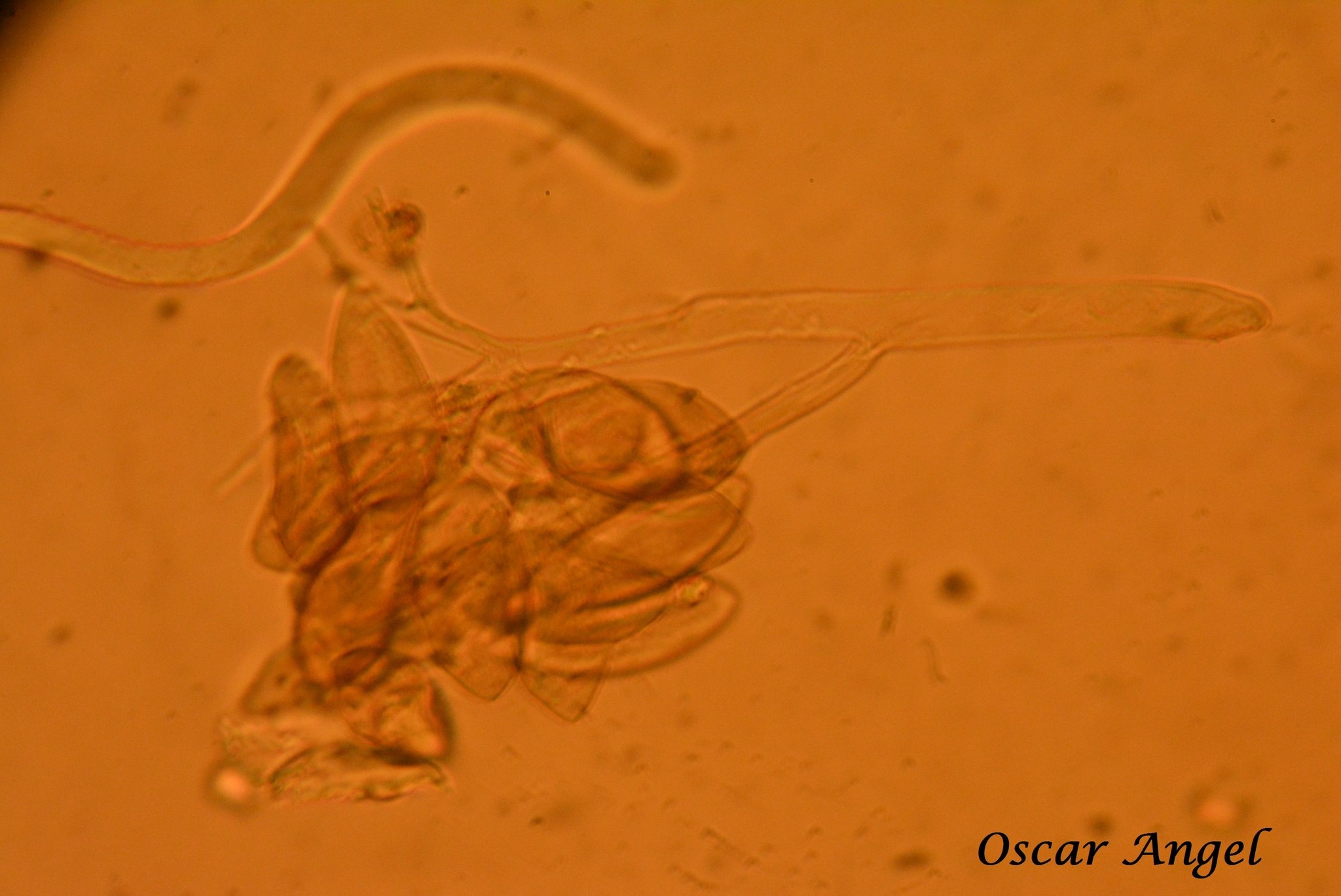 Peronospora destructor