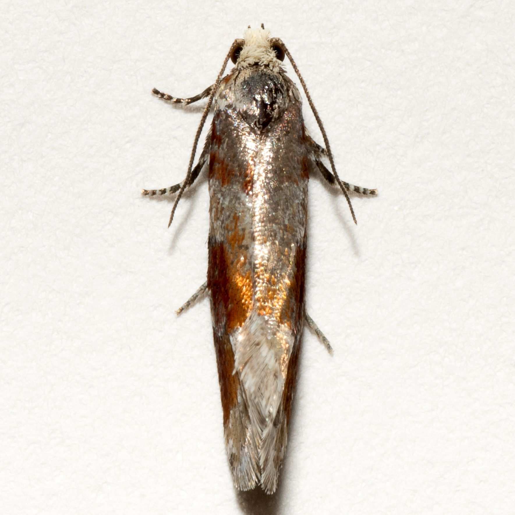 Eucopina sonomana
