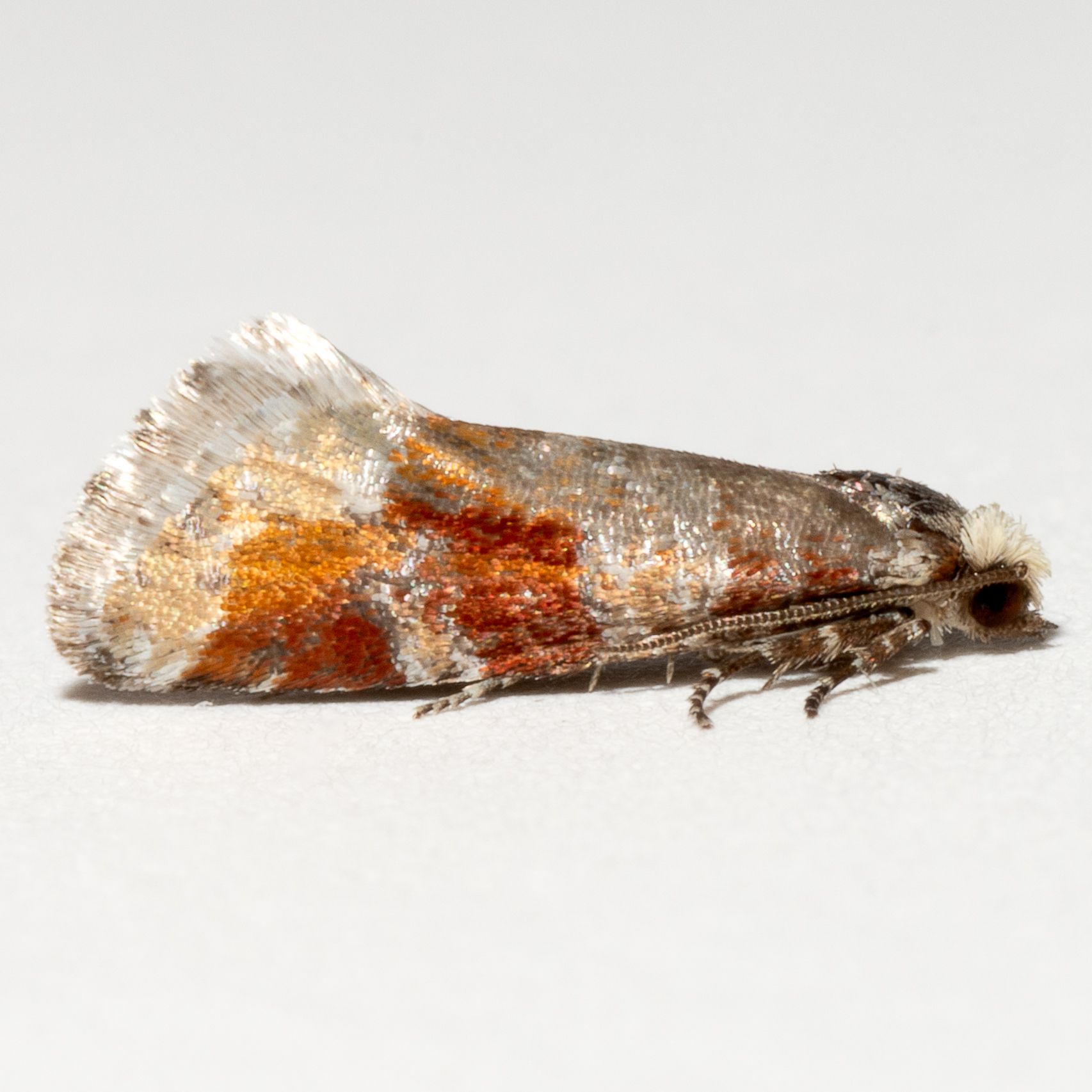 Eucopina sonomana