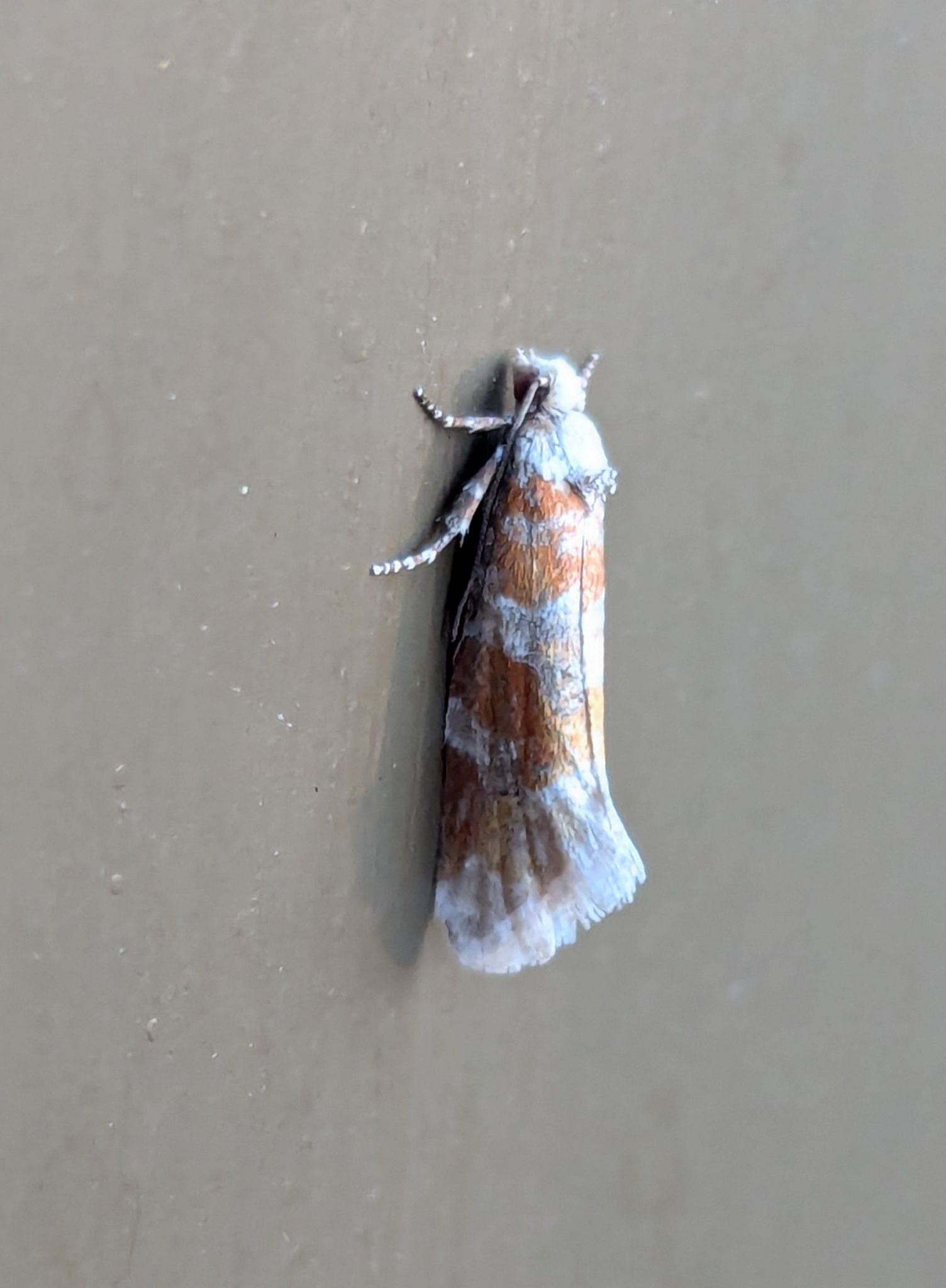 Eucopina sonomana