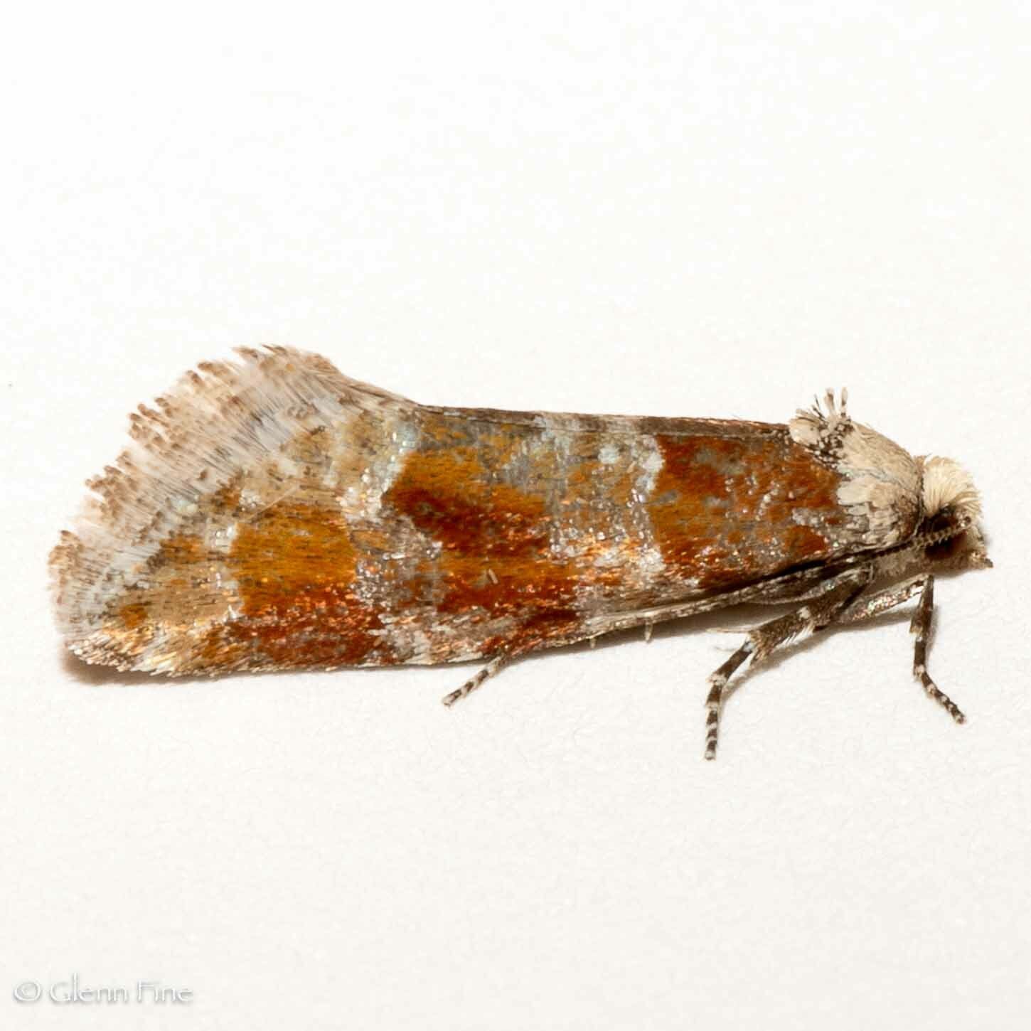 Eucopina sonomana
