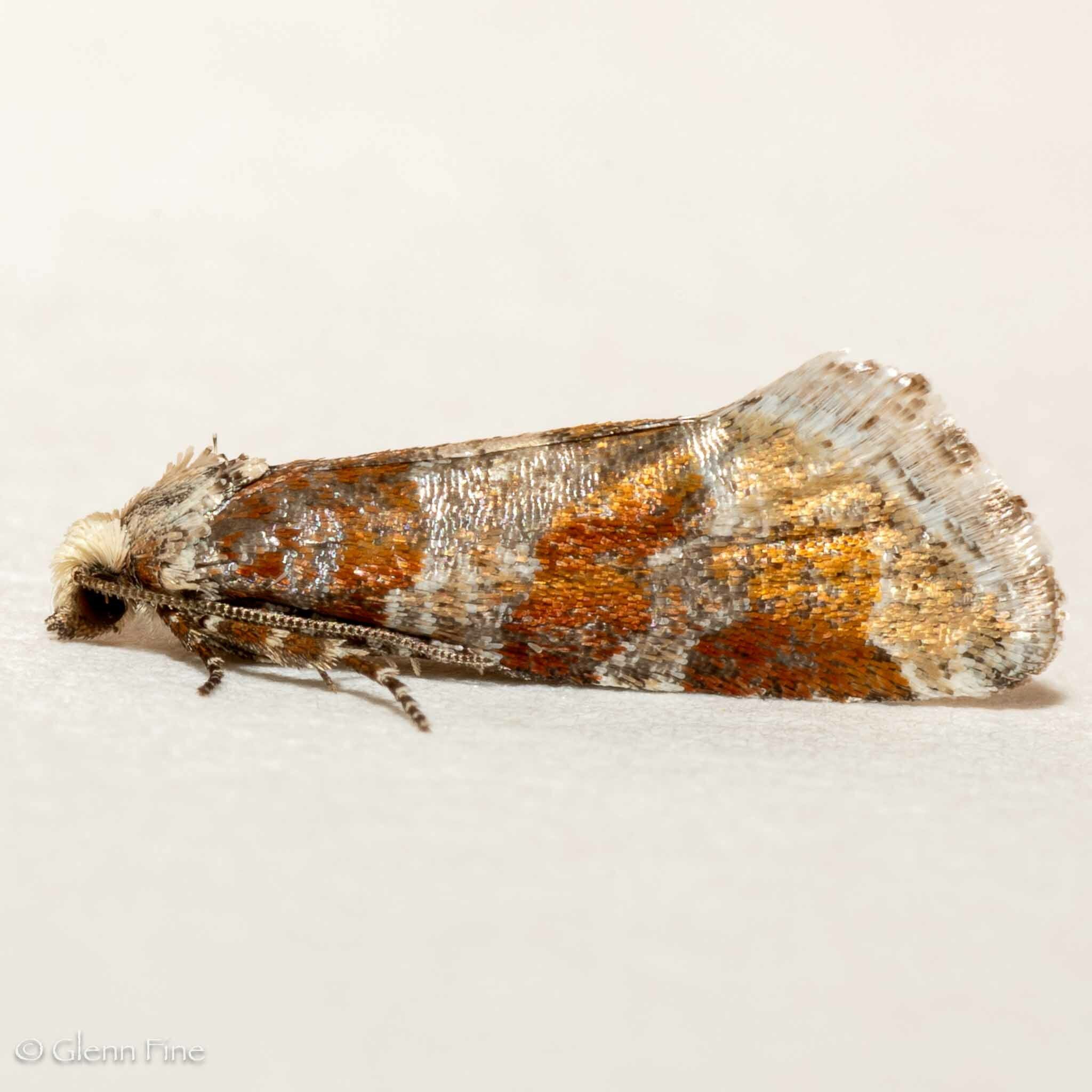 Eucopina sonomana