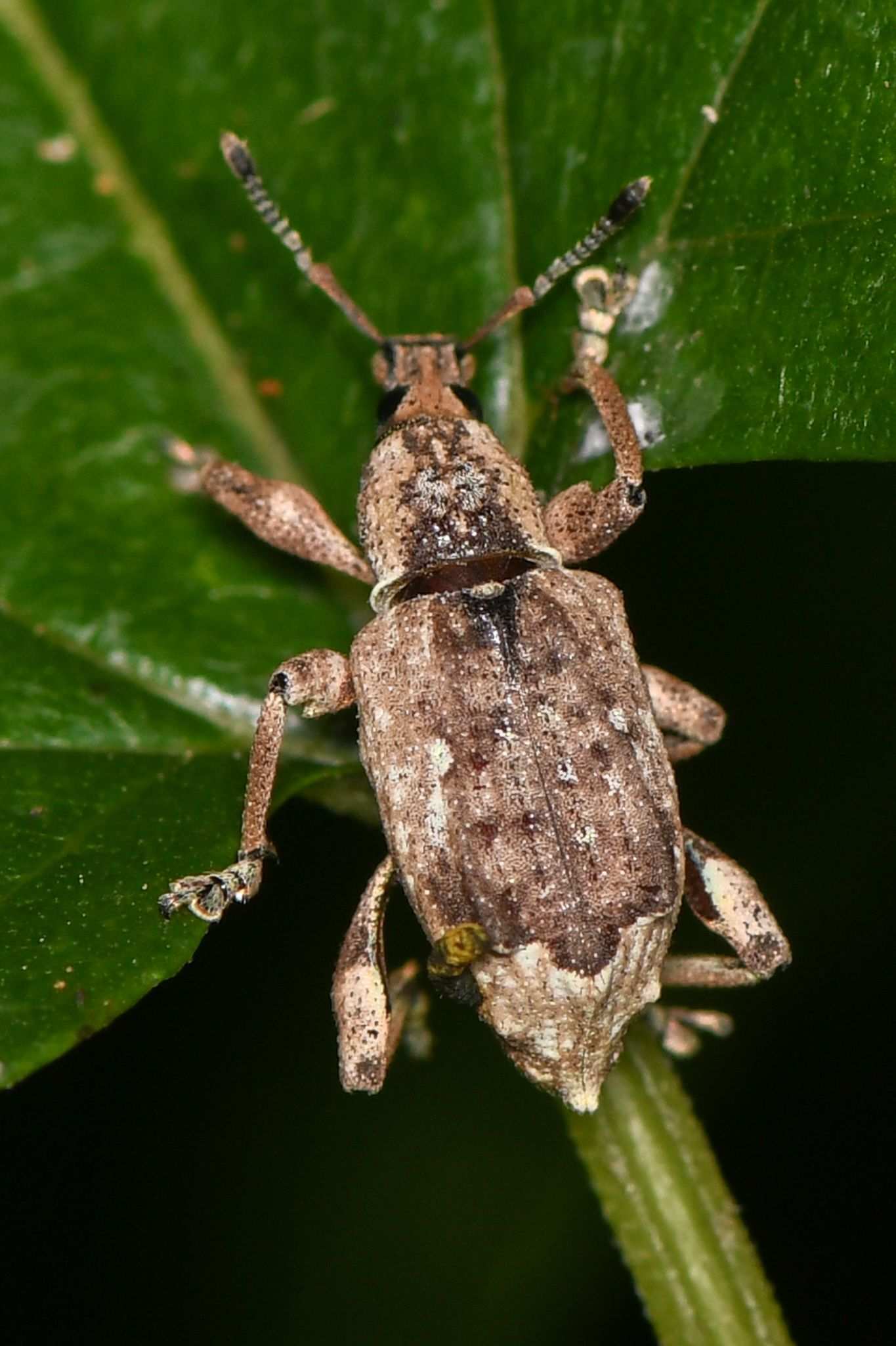Claeoteges
