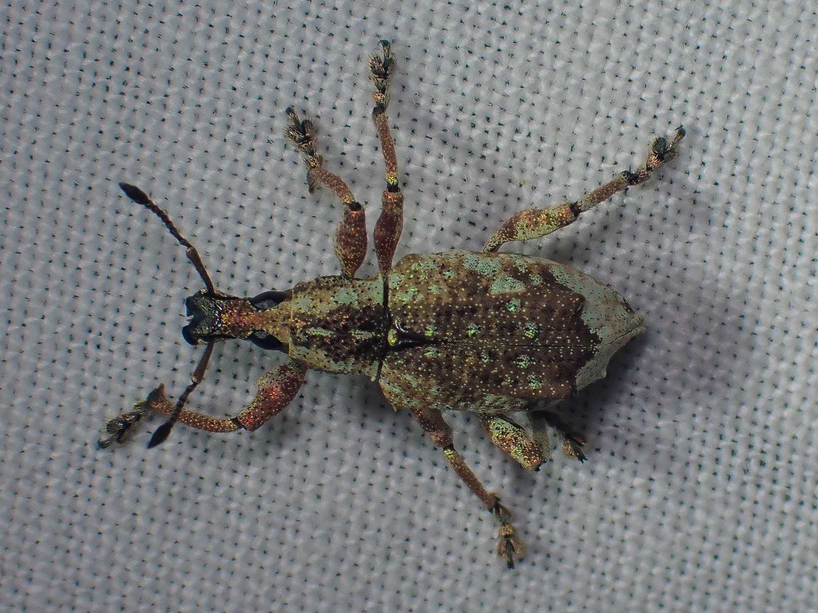 Claeoteges