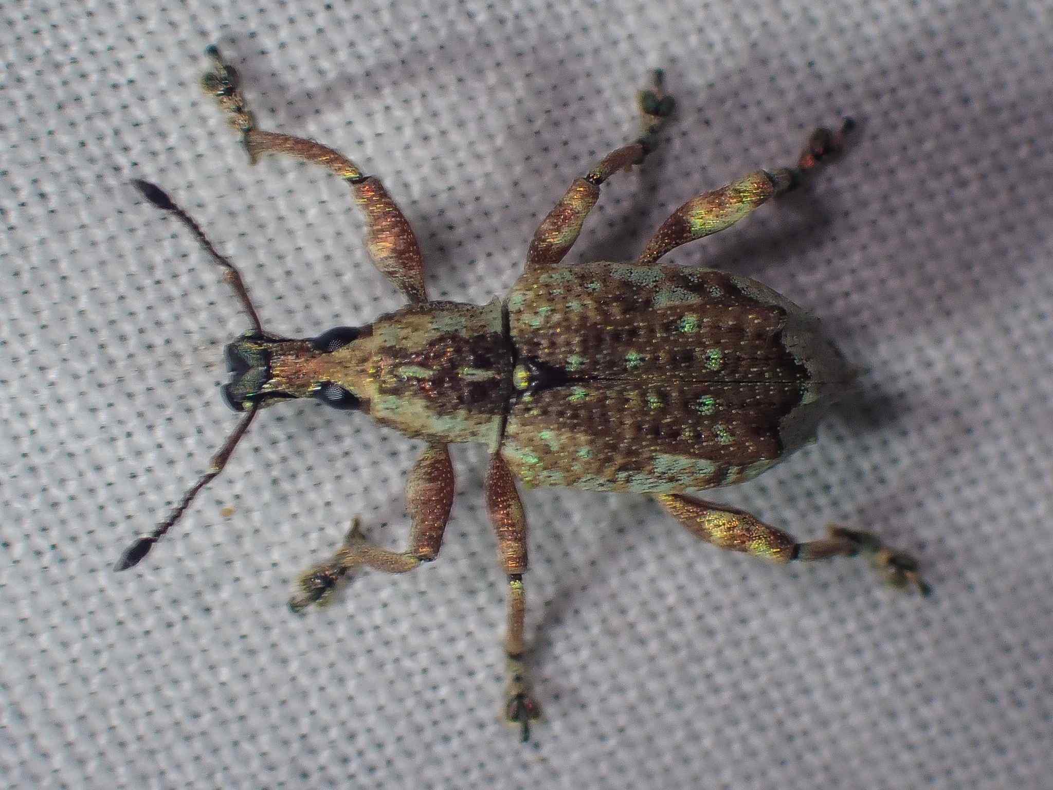 Claeoteges