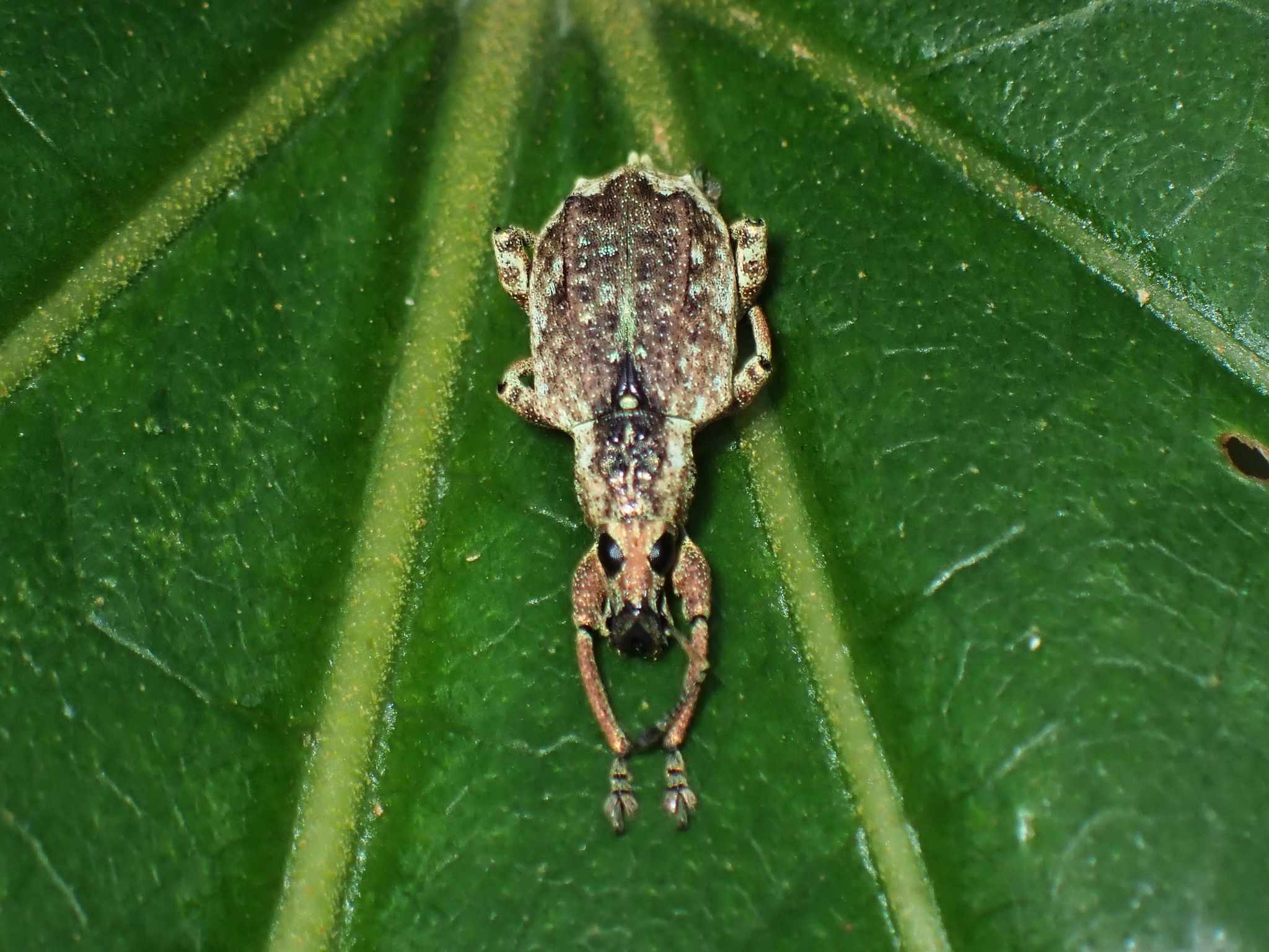 Claeoteges