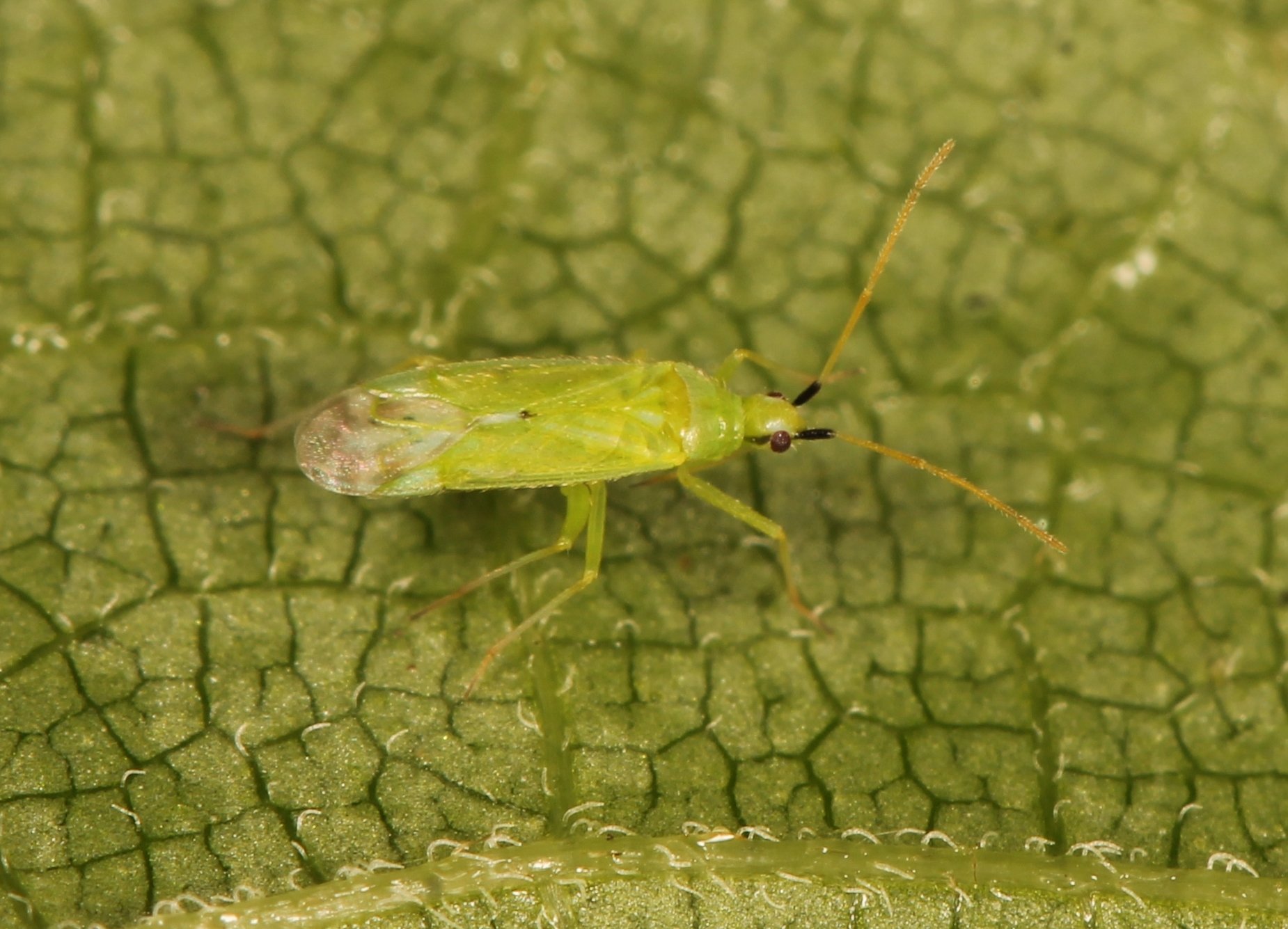 Macrolophus pygmaeus