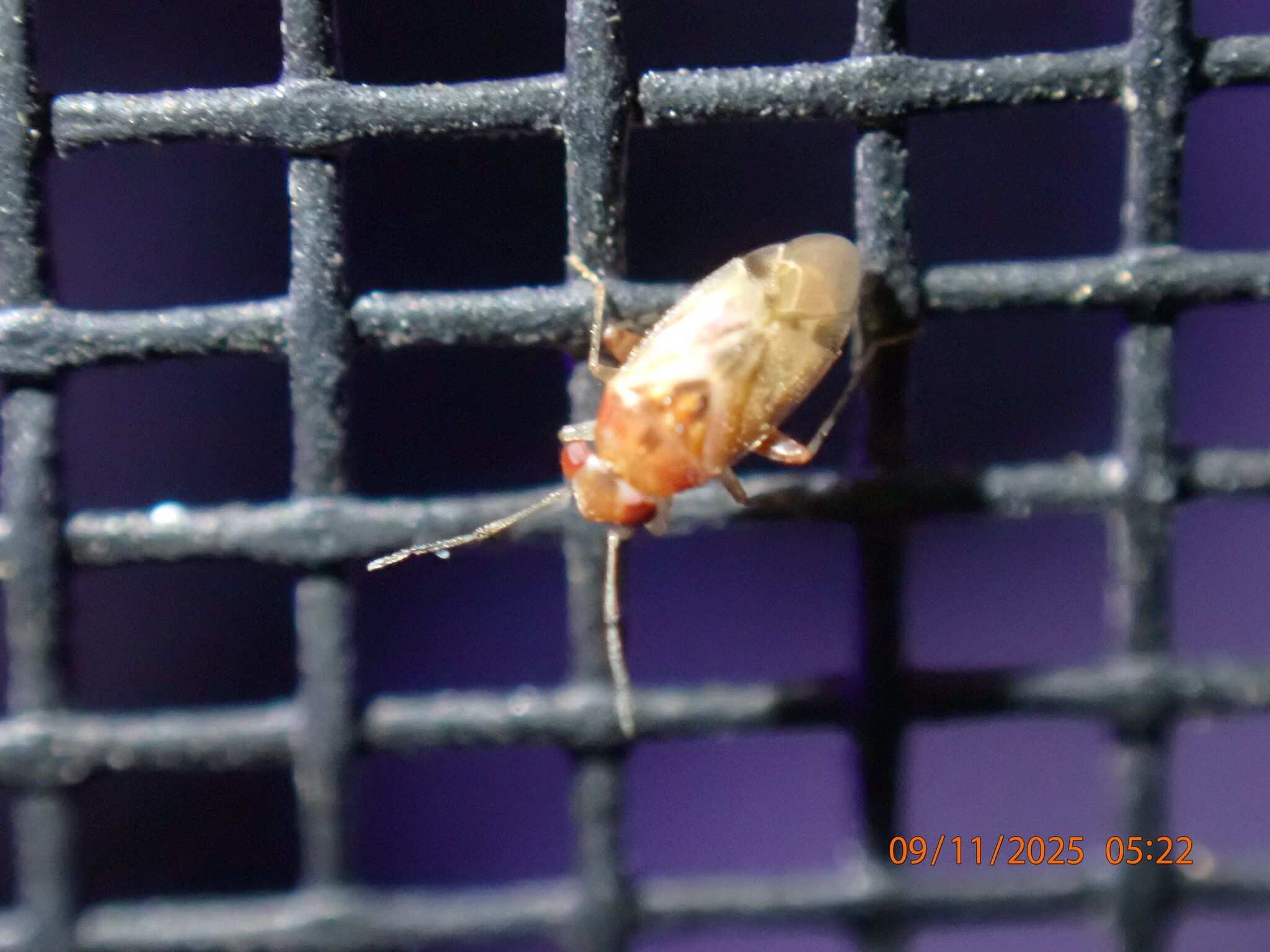 Gonoporomiris