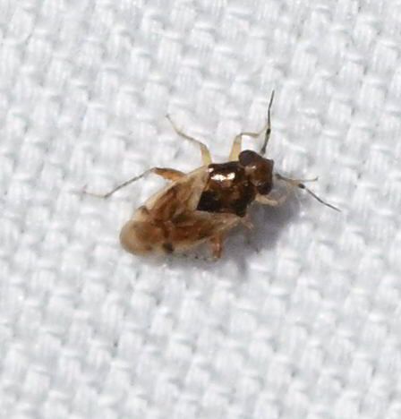 Gonoporomiris