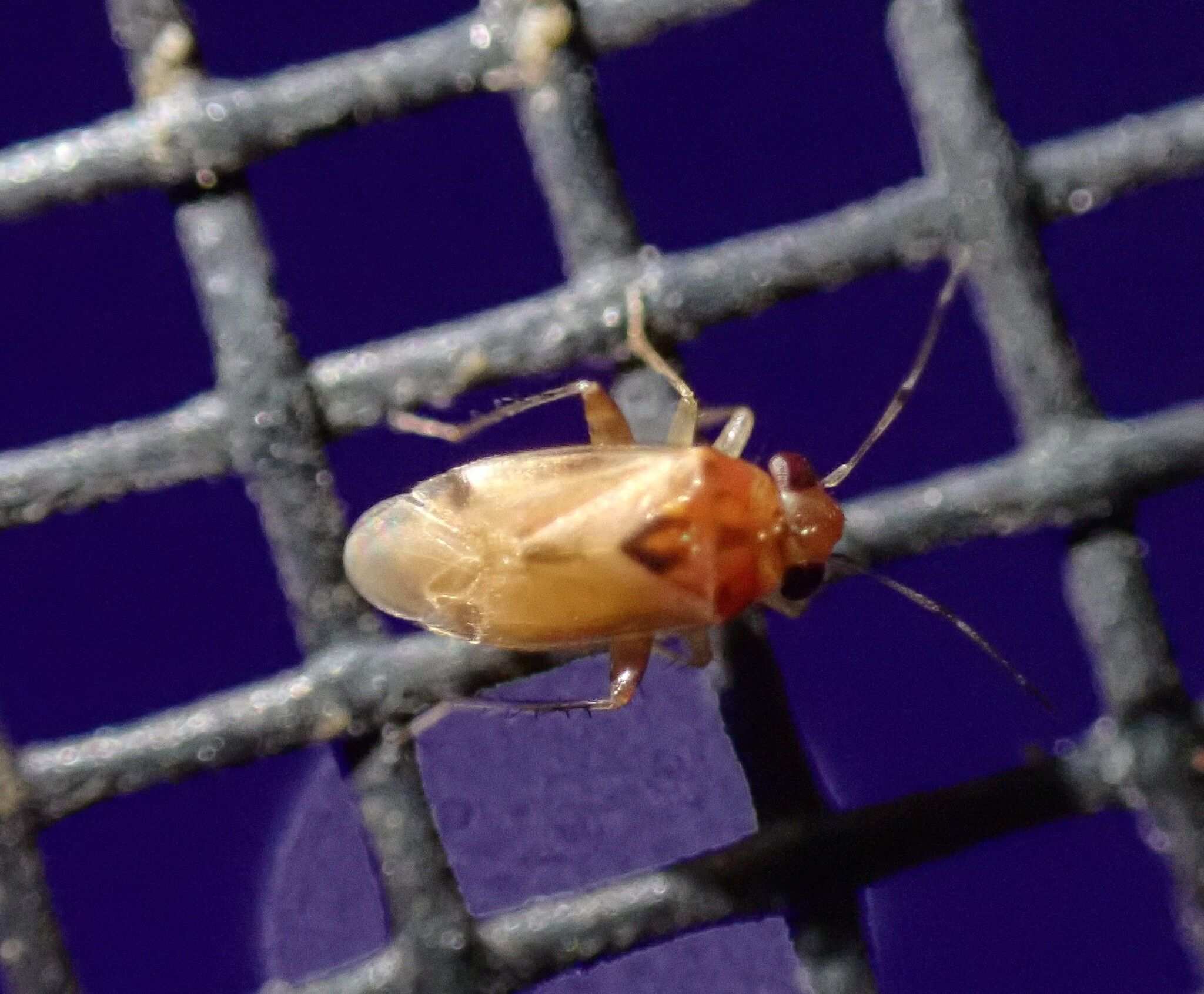 Gonoporomiris