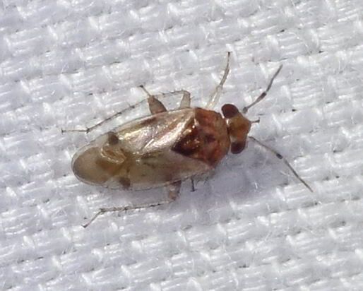 Gonoporomiris