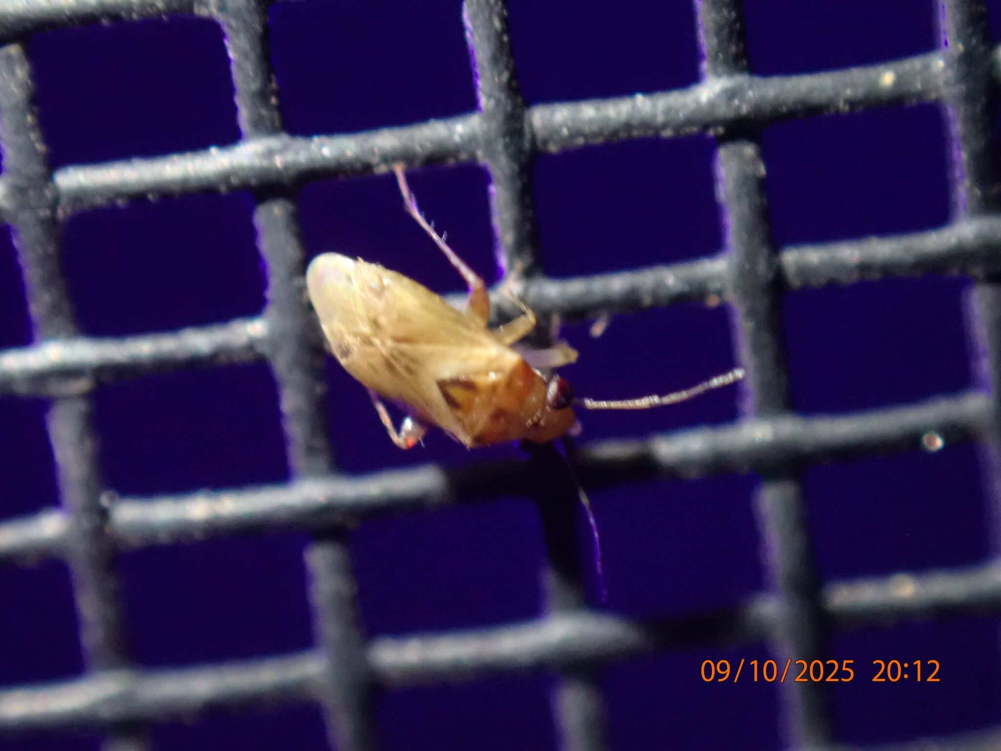 Gonoporomiris