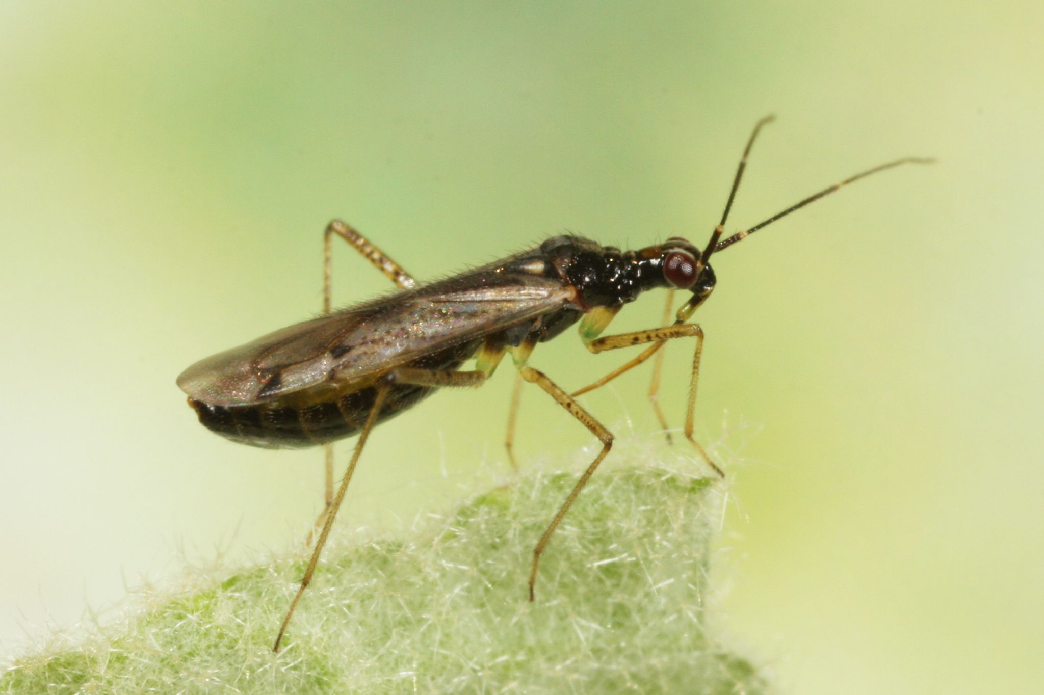 Dicyphus