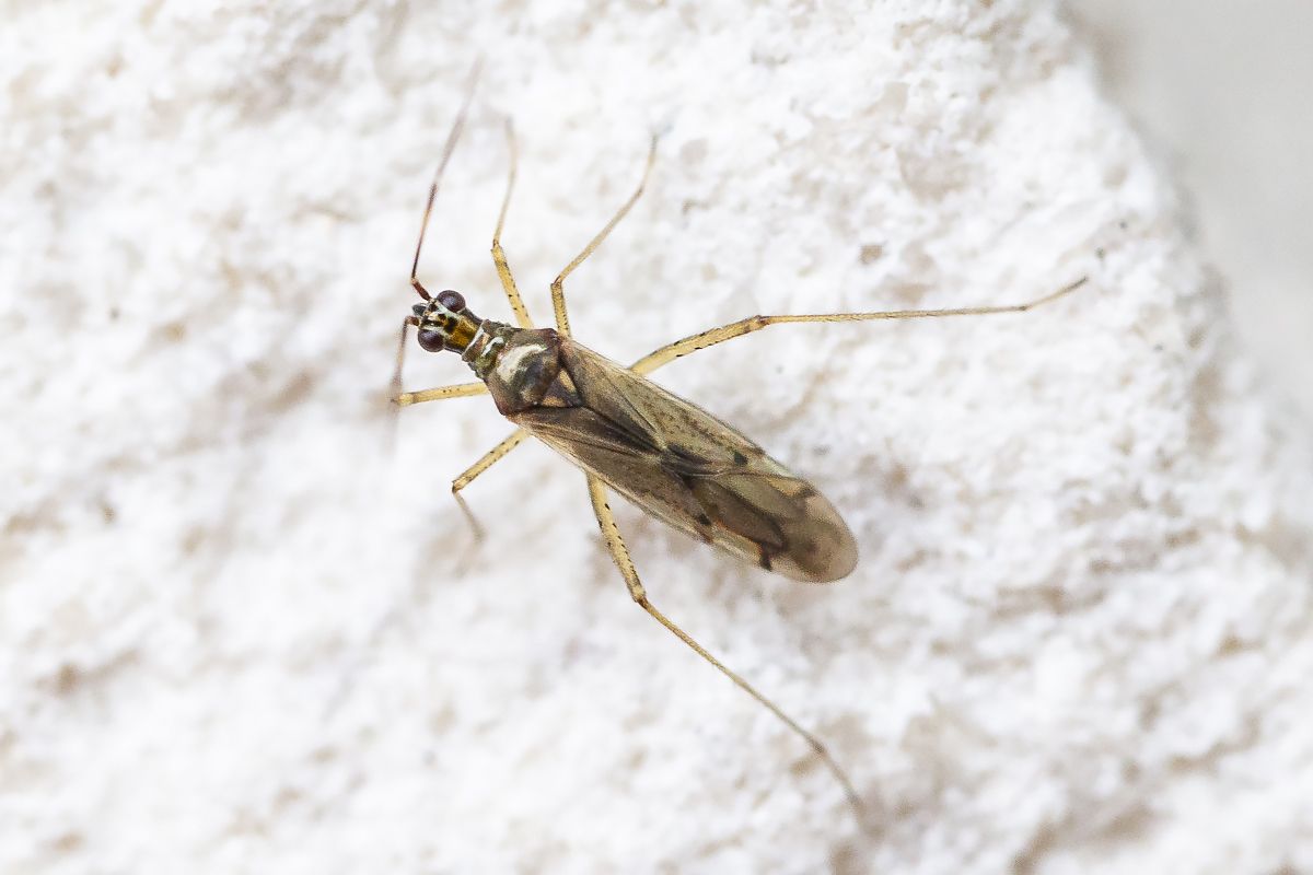 Dicyphus