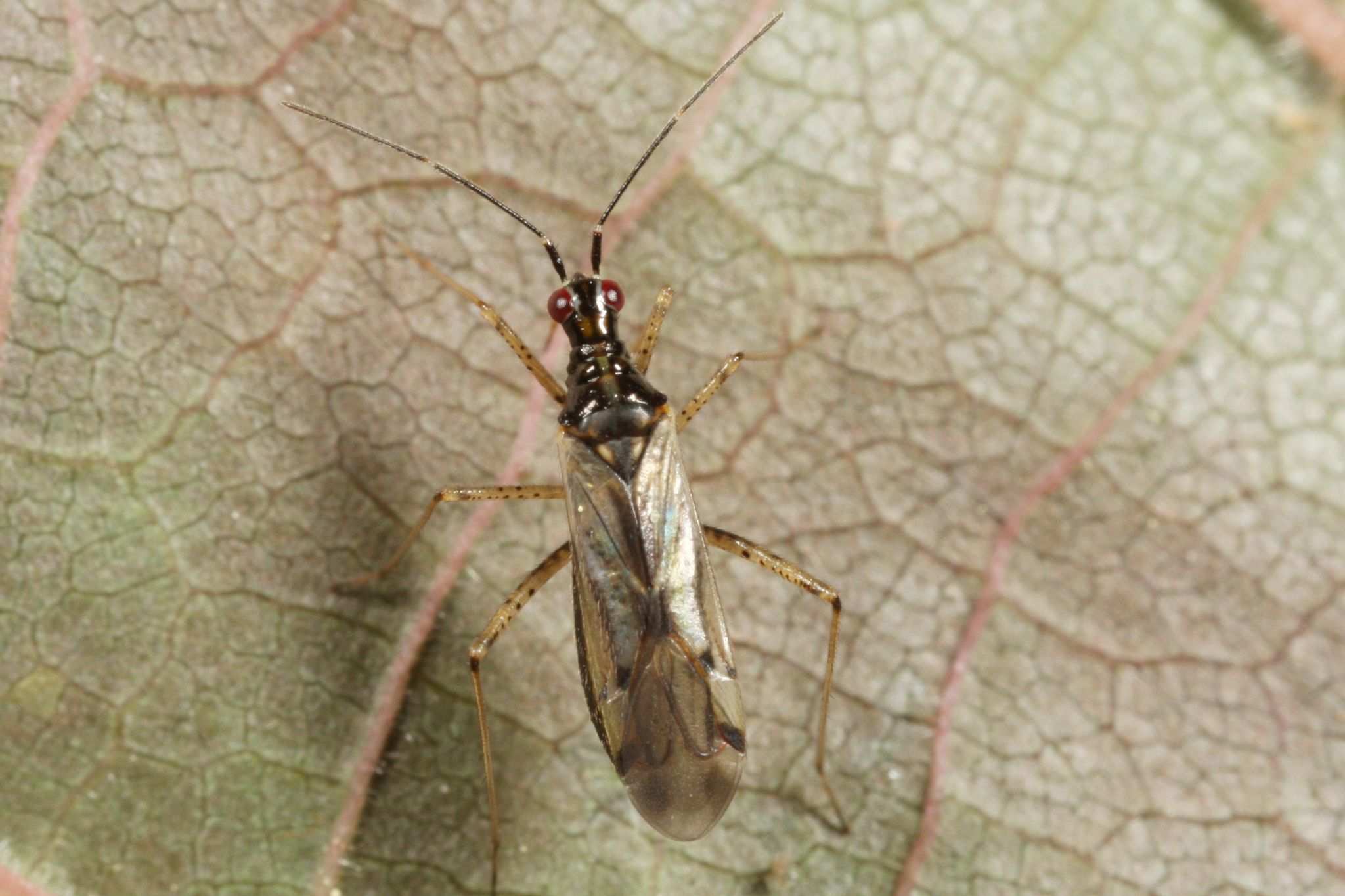 Dicyphus