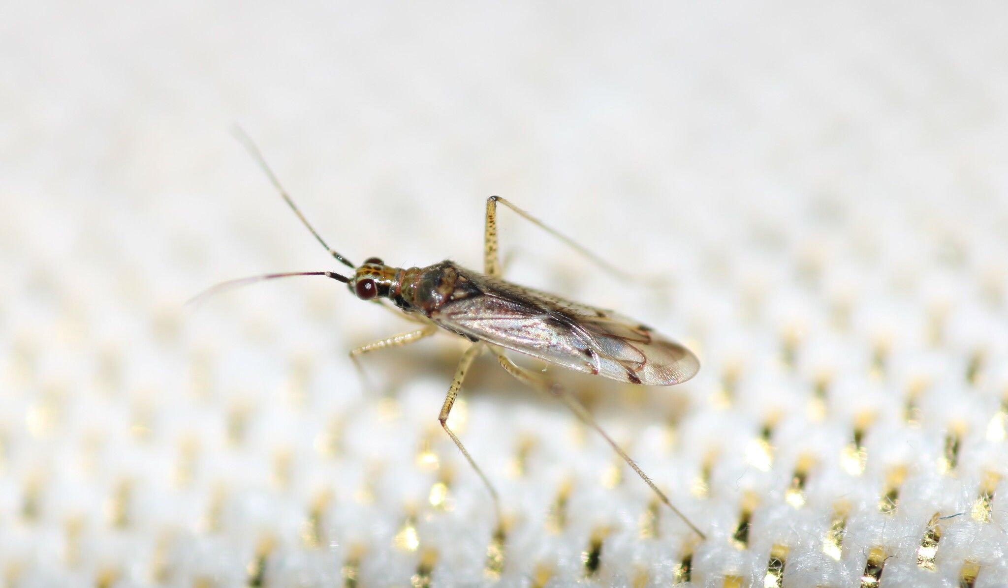 Dicyphus
