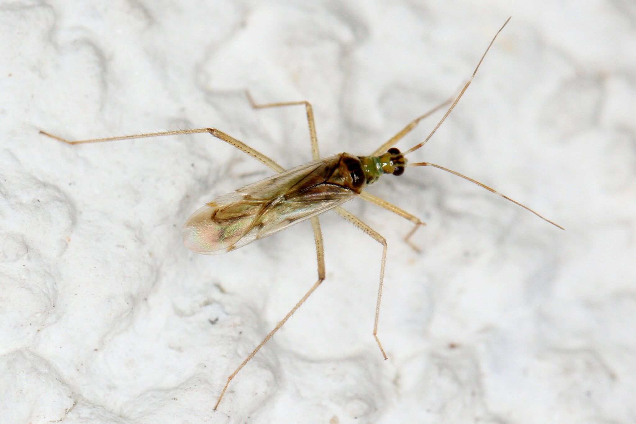 Dicyphus