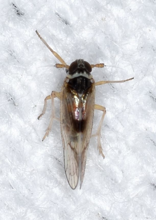 Delphacodes