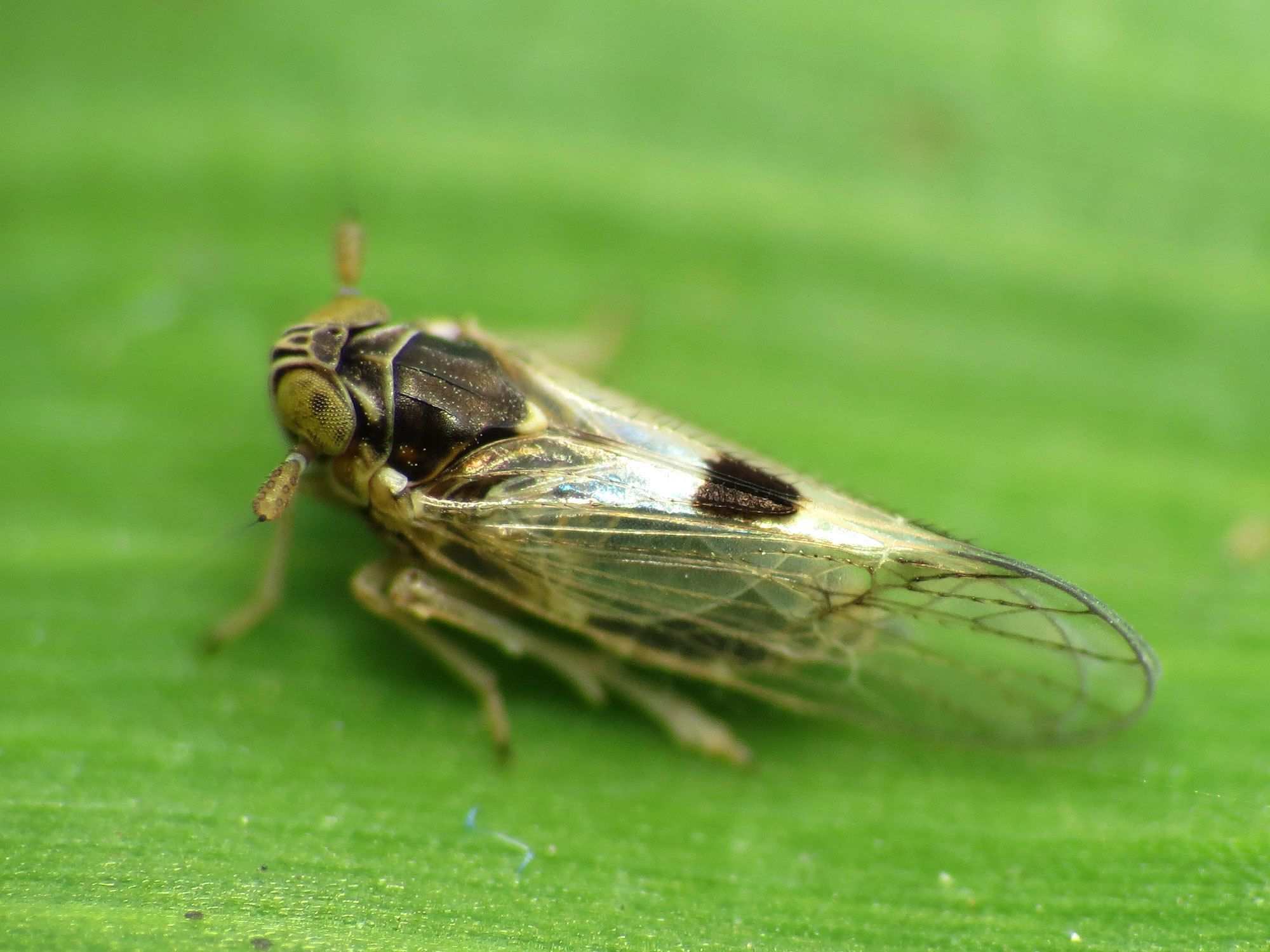 Delphacodes