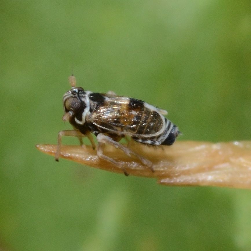 Delphacodes