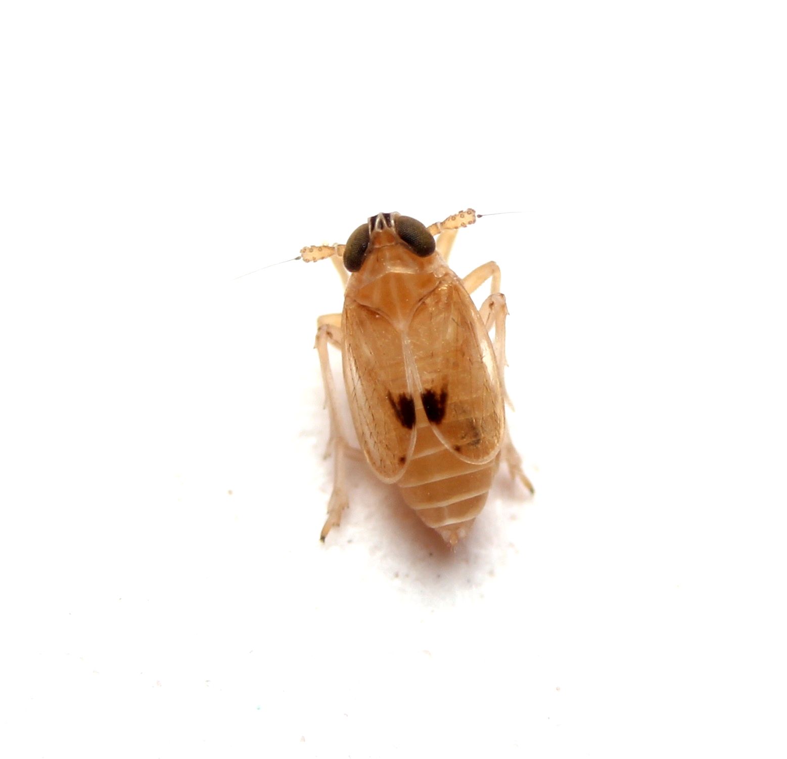 Delphacodes