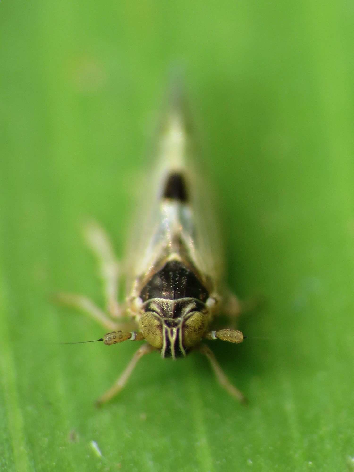 Delphacodes