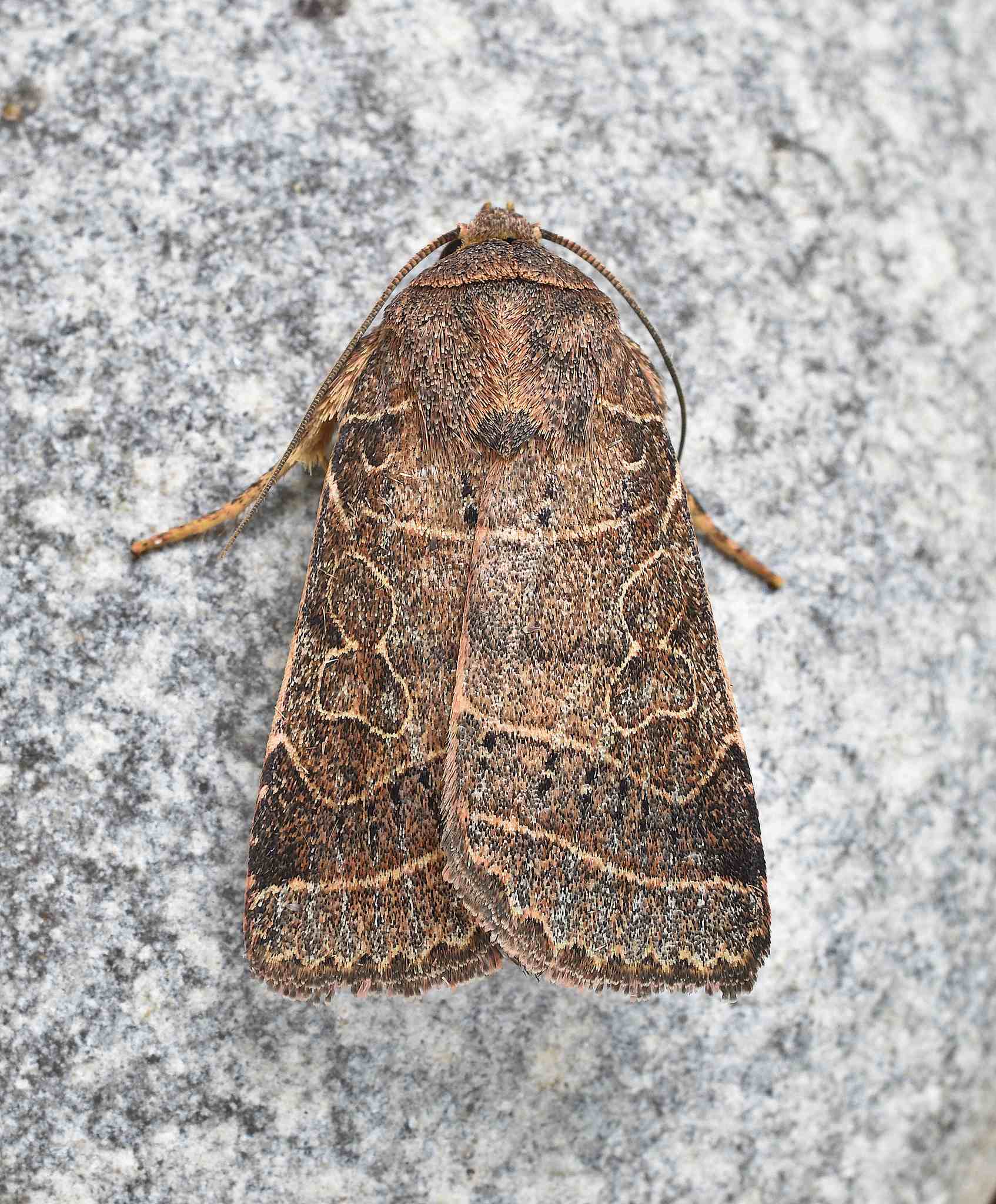Eriopyga