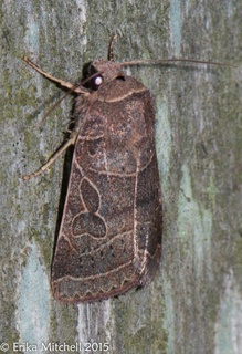 Eriopyga
