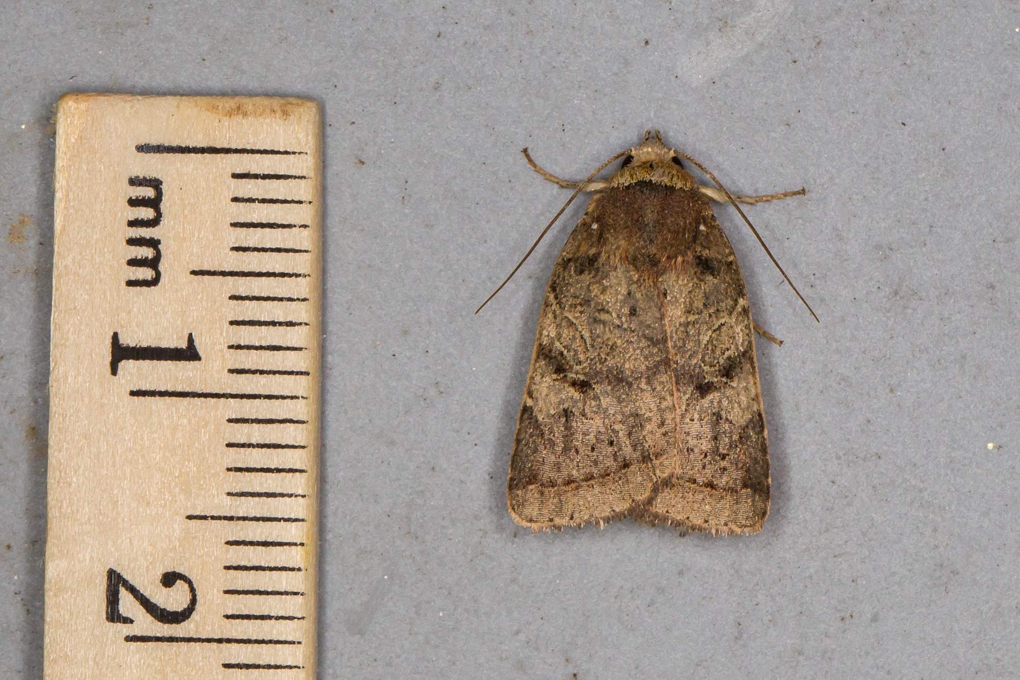 Eriopyga