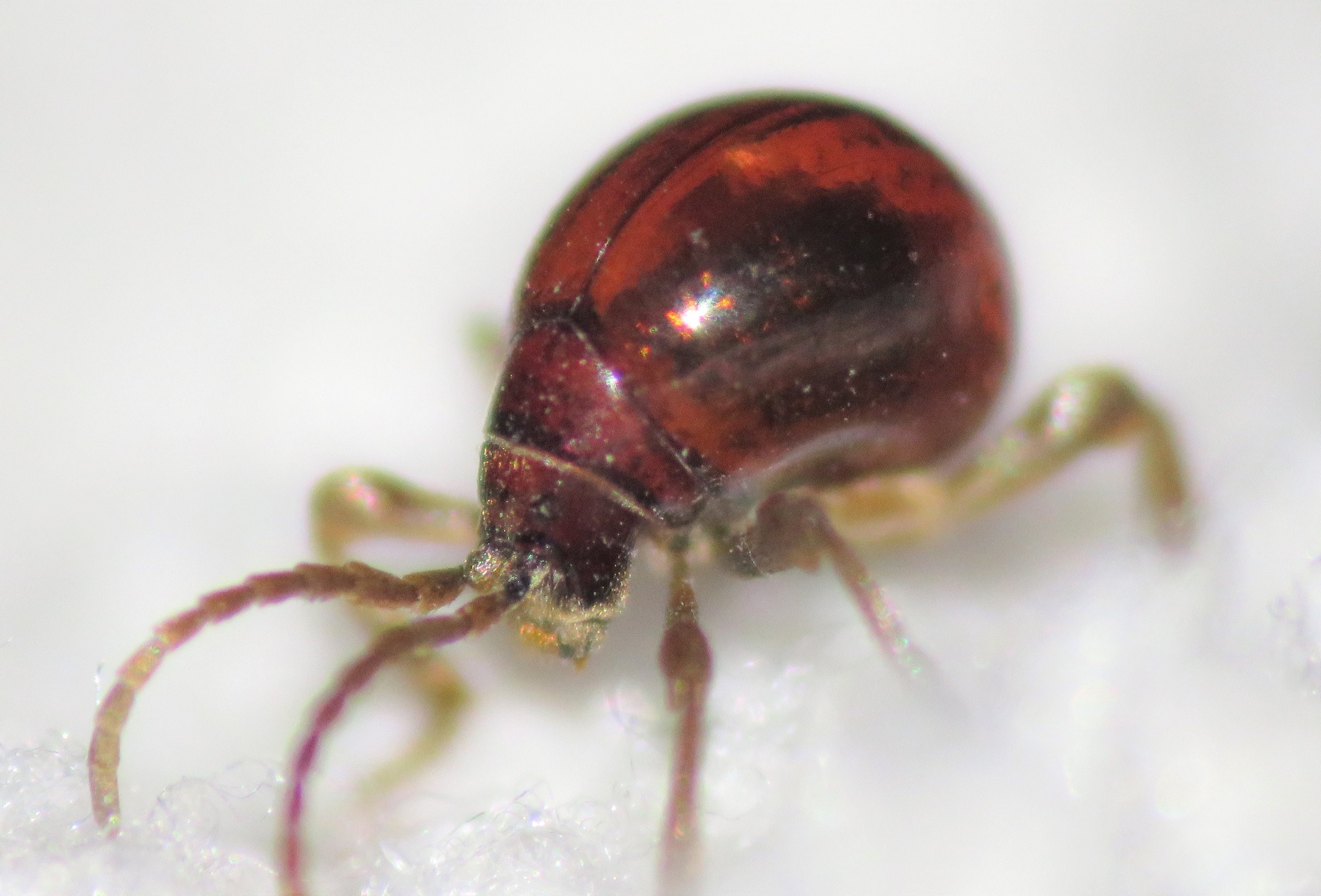 Gibbium aequinoctiale