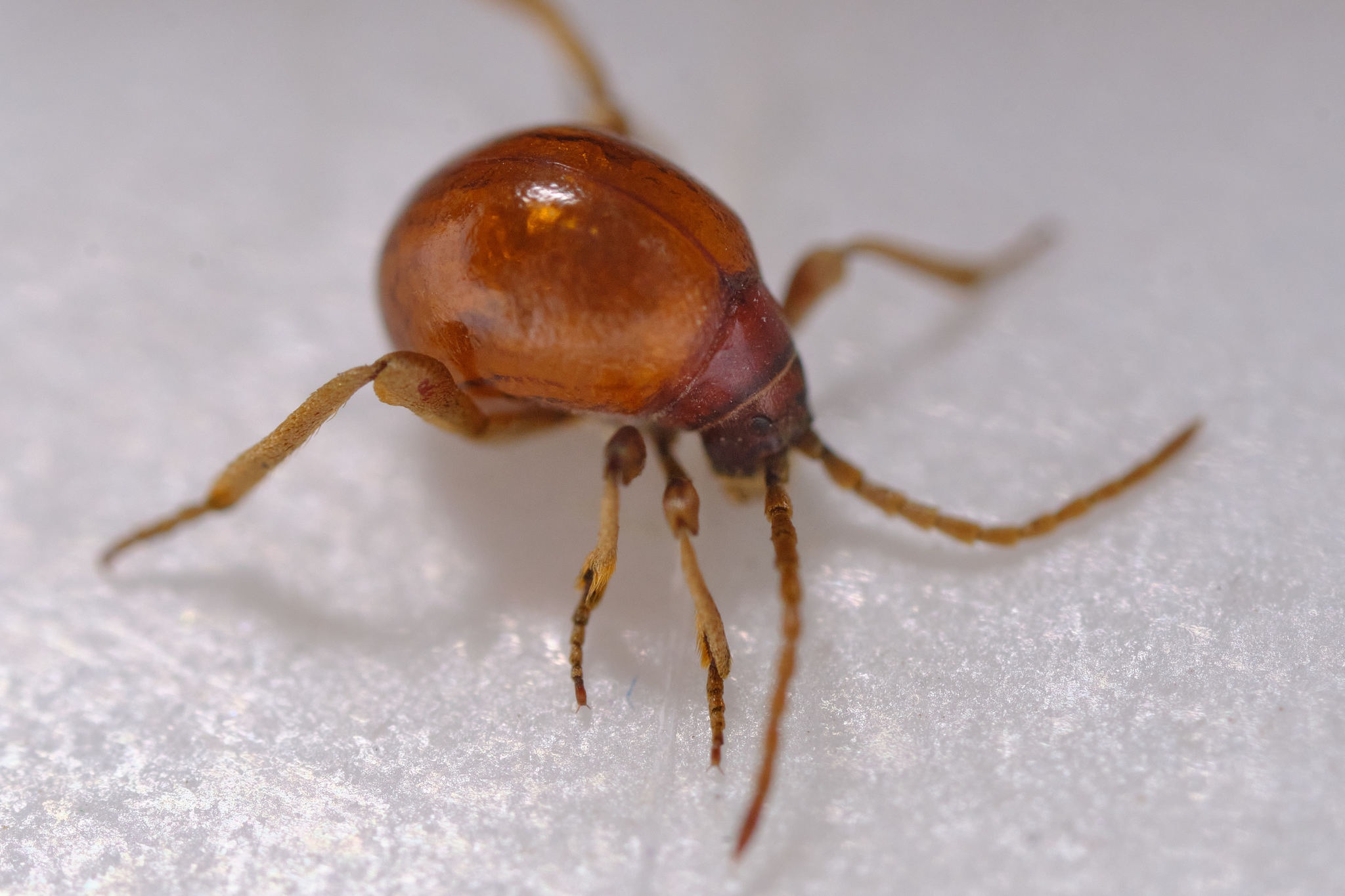 Gibbium aequinoctiale