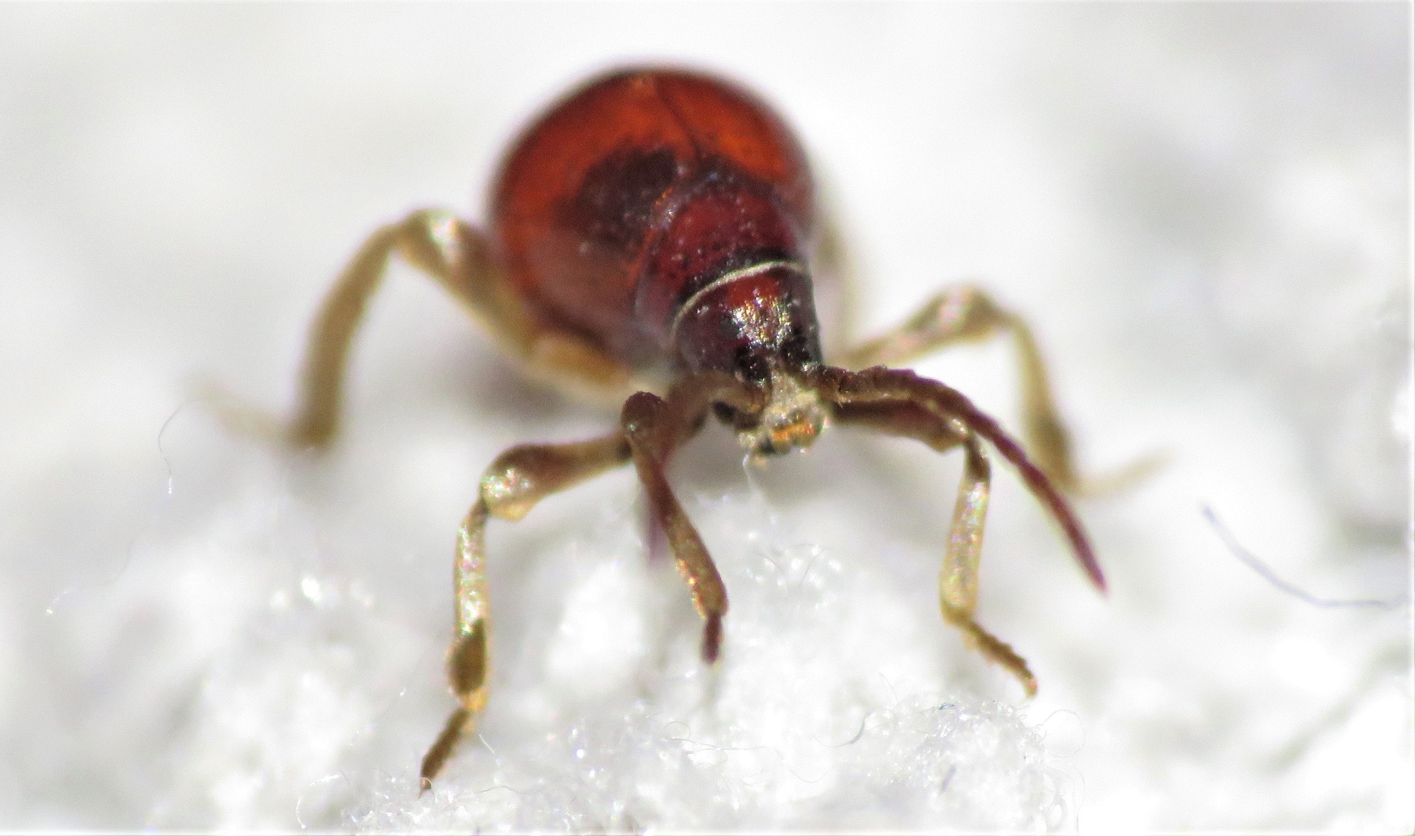 Gibbium aequinoctiale