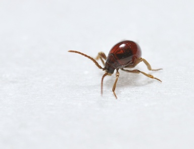 Gibbium aequinoctiale