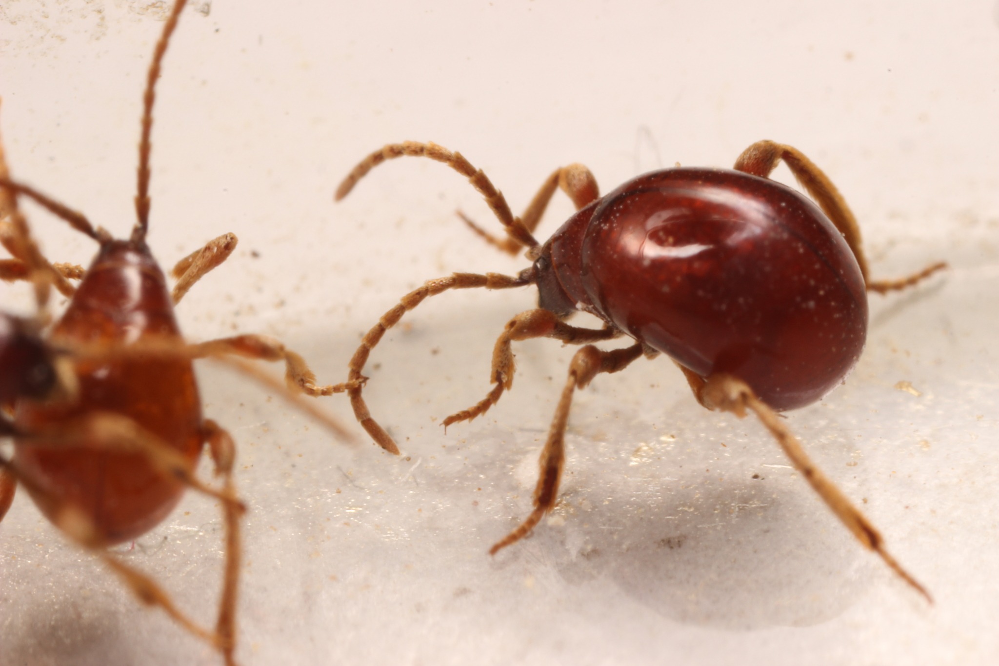 Gibbium aequinoctiale