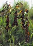 Chalara