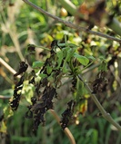 Chalara