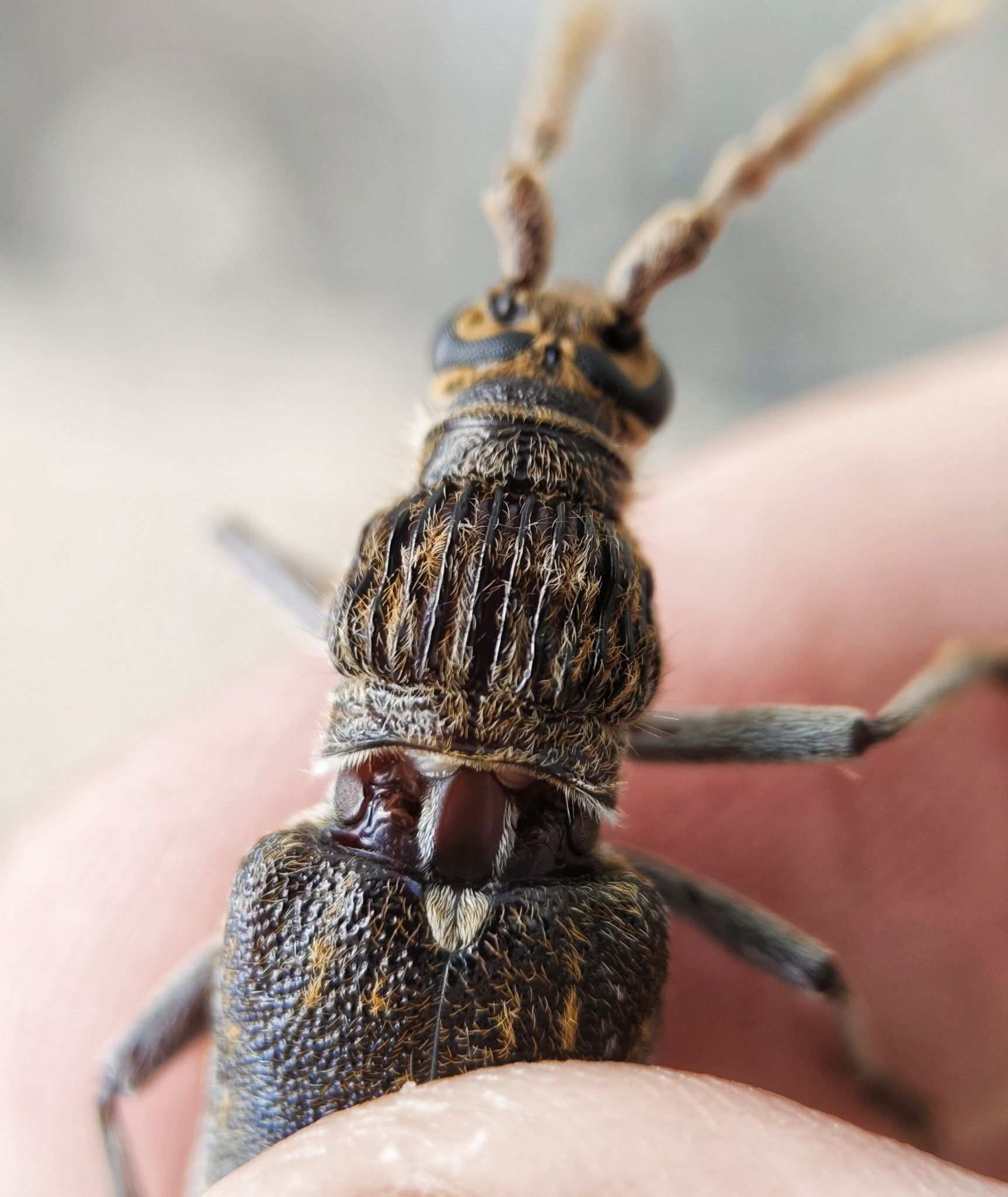 Rhytidodera bowringii