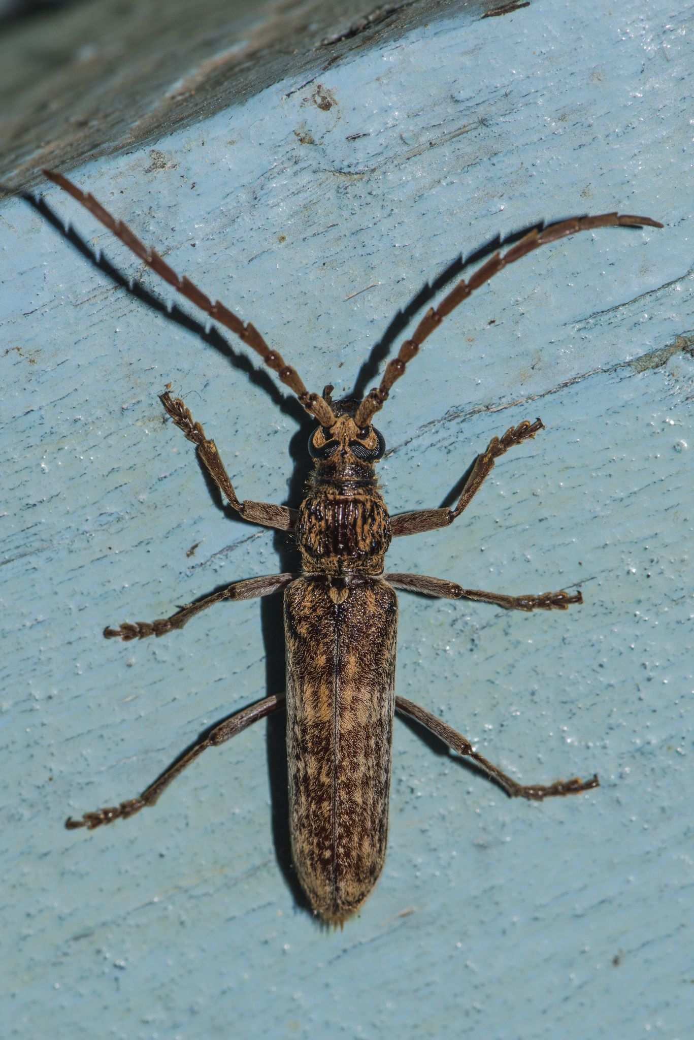 Rhytidodera bowringii